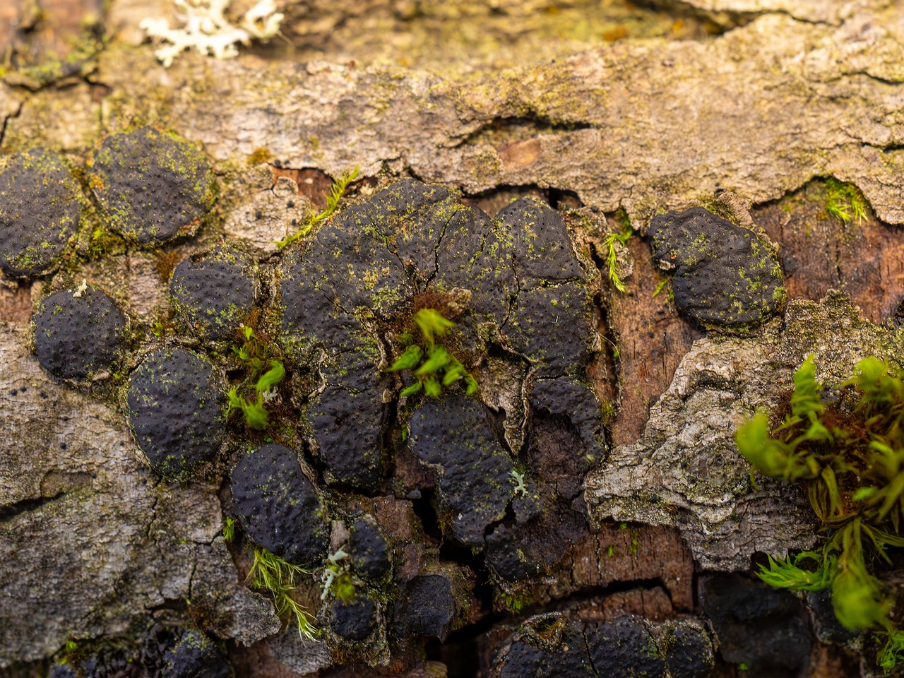 Diatrype bullata _2025-09-27_1-3