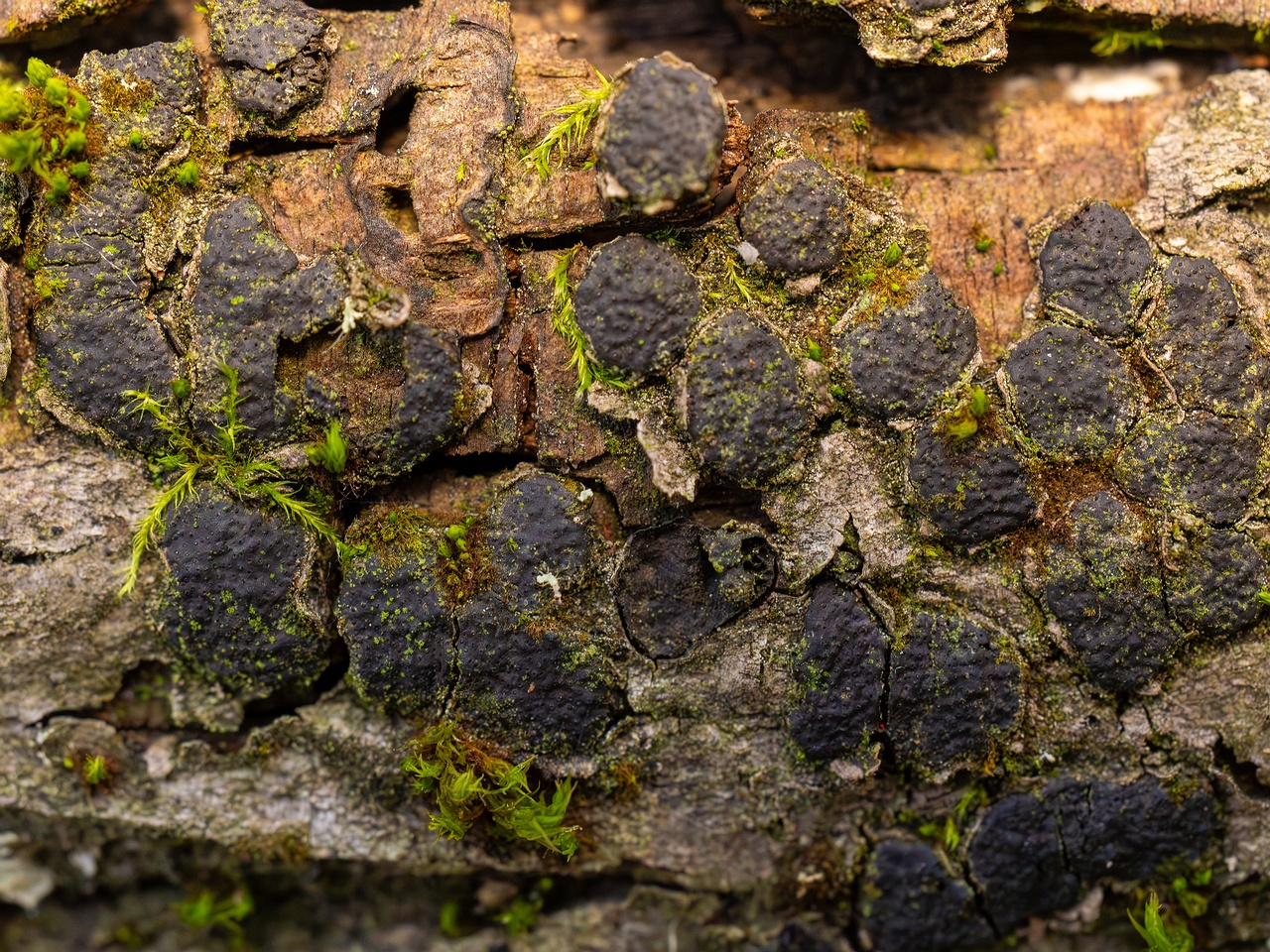Diatrype bullata _2025-09-27_1-4