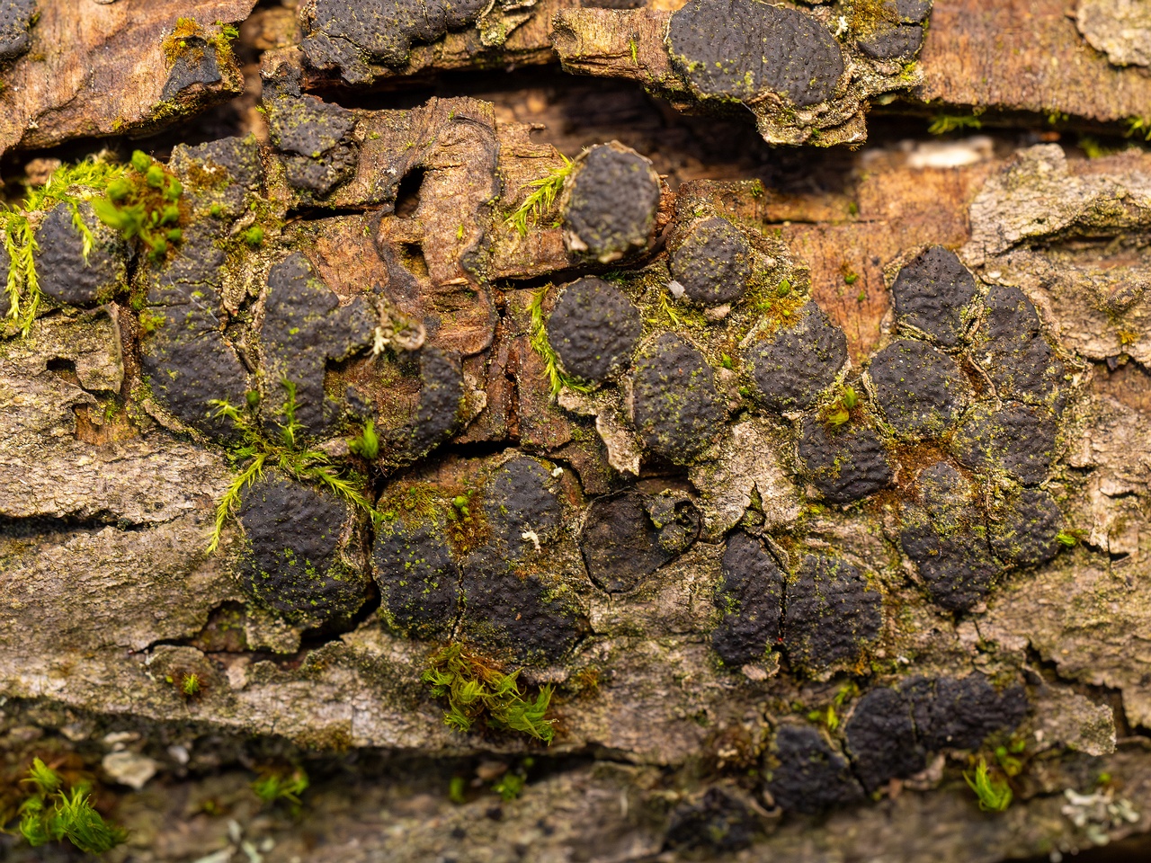 Diatrype bullata _2025-09-27_1-5