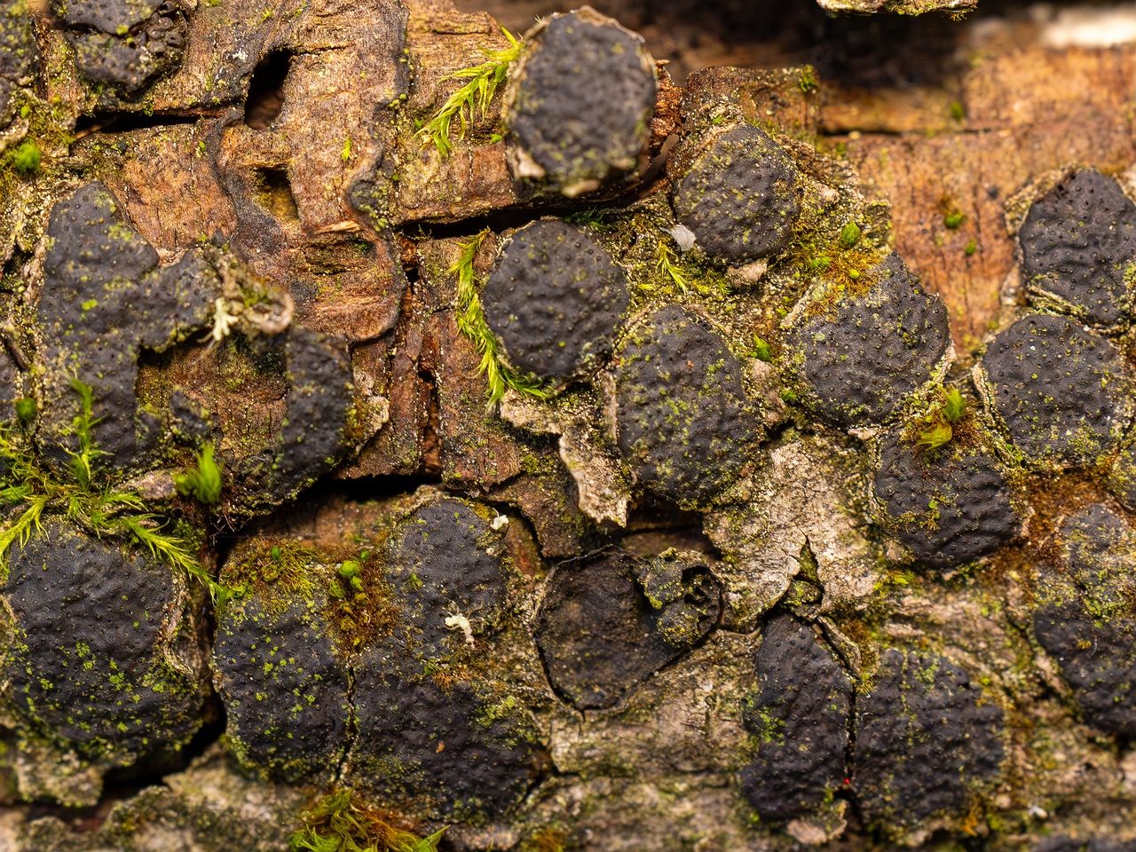 Diatrype bullata _2025-09-27_1-6
