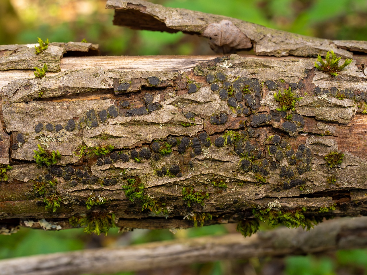 Diatrype bullata _2025-09-27_1-7