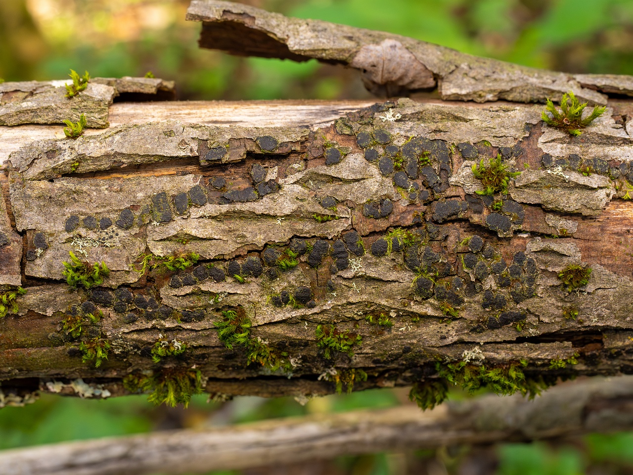 Diatrype bullata _2025-09-27_1-8