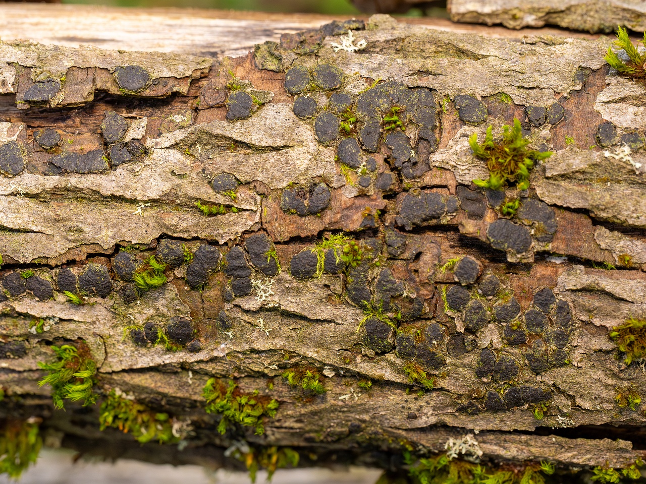 Diatrype bullata _2025-09-27_1-9