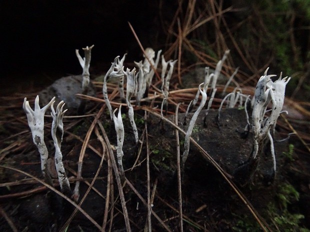 Ксилярия Гипоксилон - Xylaria hypoxylon