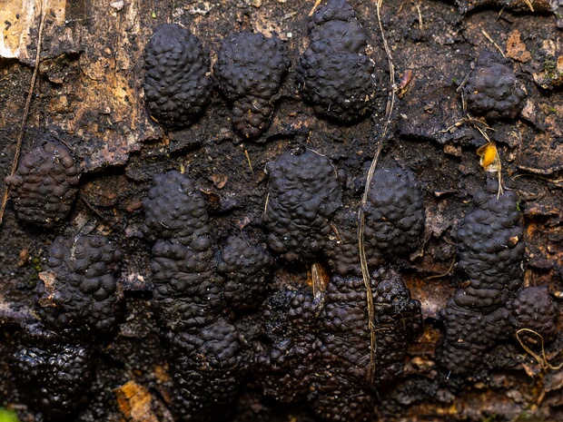 Гипоксилоновые - Hypoxylaceae Hypoxylaceae is a diverse family of Ascomycete fungi within the order Xylariales, known for its saprotrophic,...