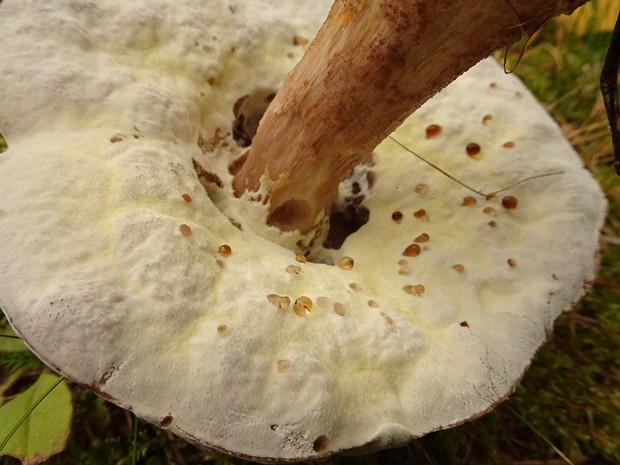 Гипокрейные - Hypocreales The Hypocreales are an order of fungi within the class Sordariomycetes. In 2008, it was estimated that it contained some...