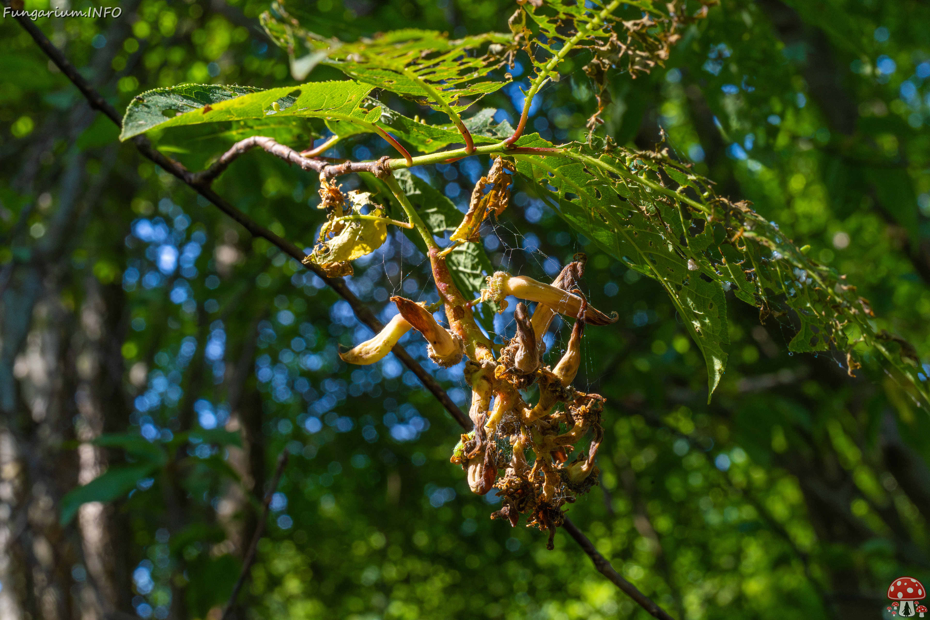 suurupi_forest_near_beach-10 