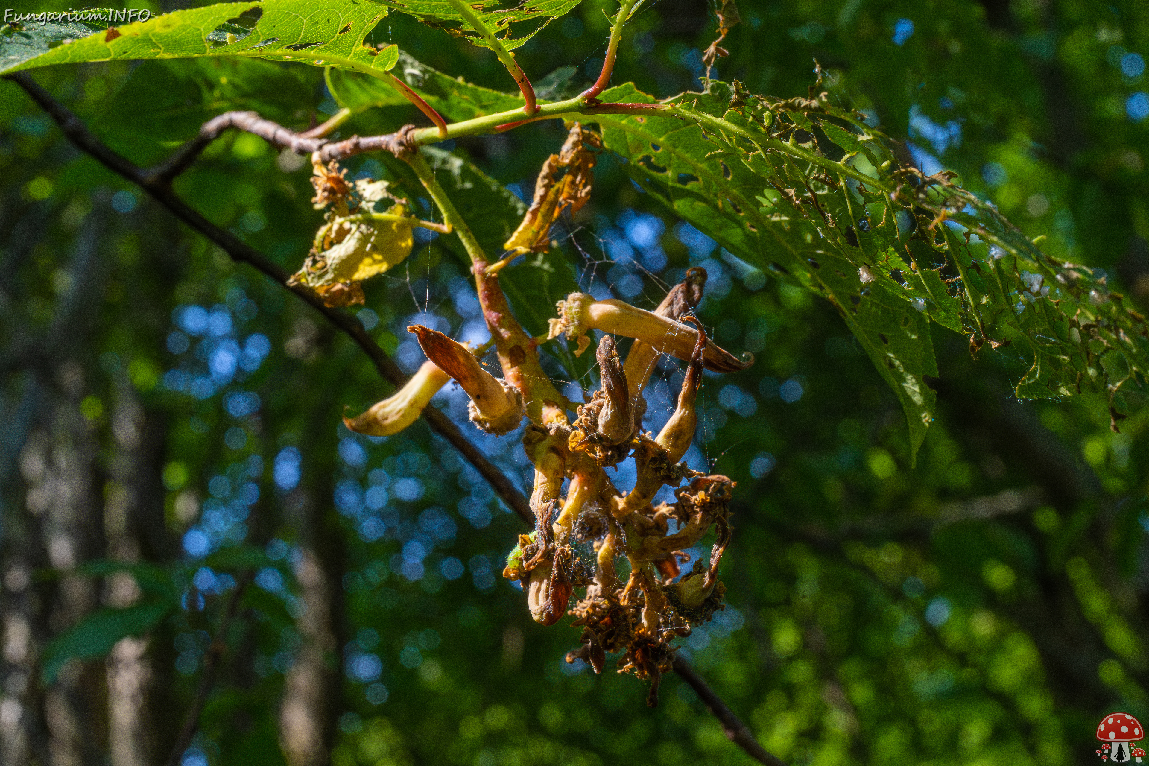 suurupi_forest_near_beach-11 