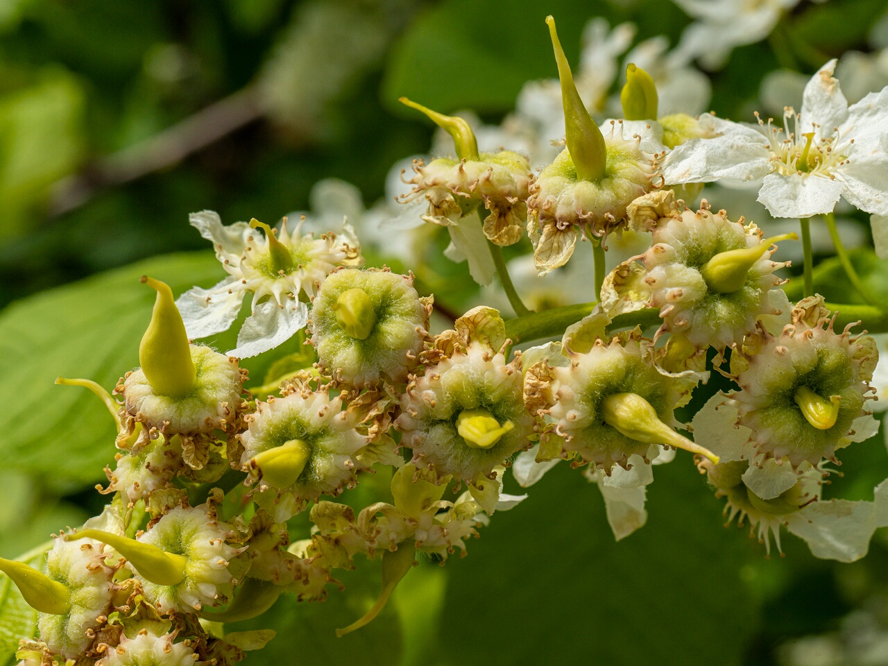 !!!Taphrina padi _2026-05-17_1-16