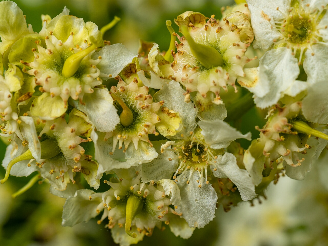 !Taphrina padi _2026-05-17_1-7