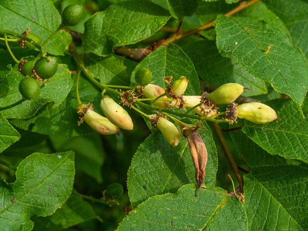 Тафриновые - Taphrinaceae The Taphrinaceae are a family of fungi in the order Taphrinales. According to a 2008 estimate, the family contains 2...