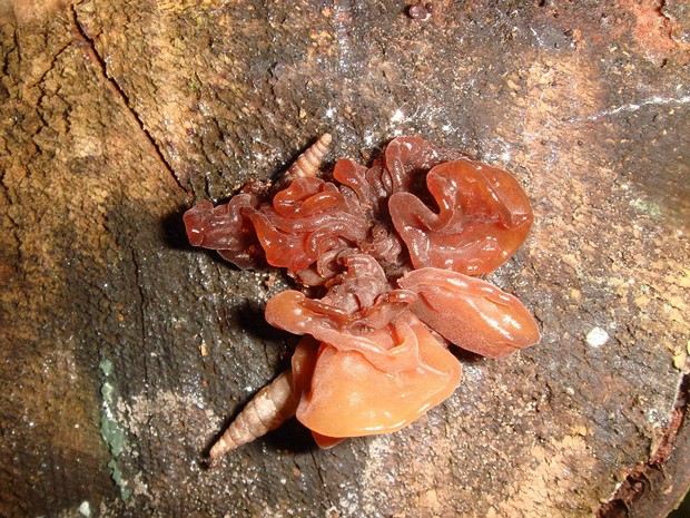 Дрожалка листоватая - Tremella foliacea