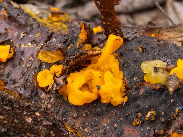 Дрожалка оранжевая - Tremella mesenterica