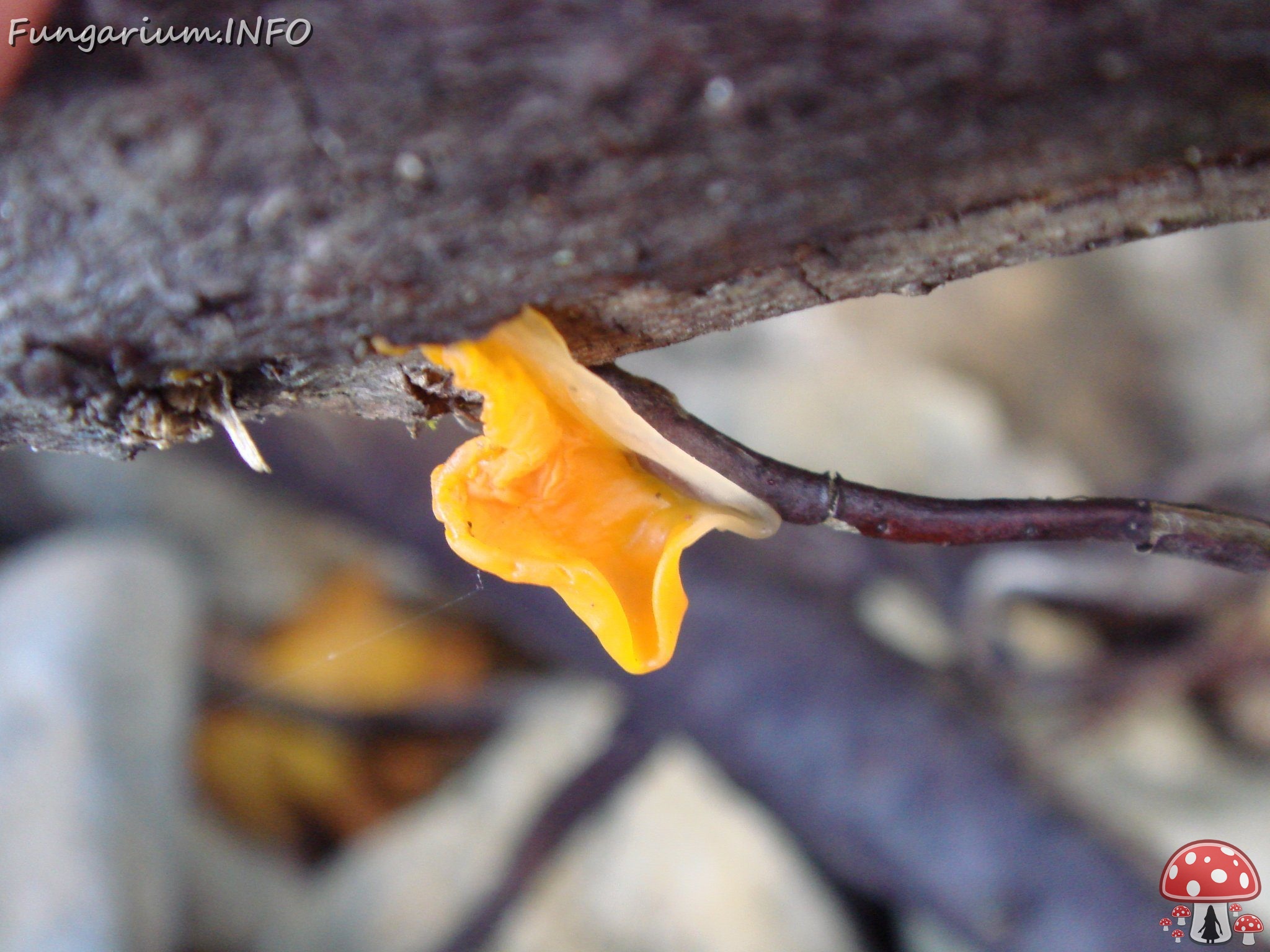 fungi-0003589 