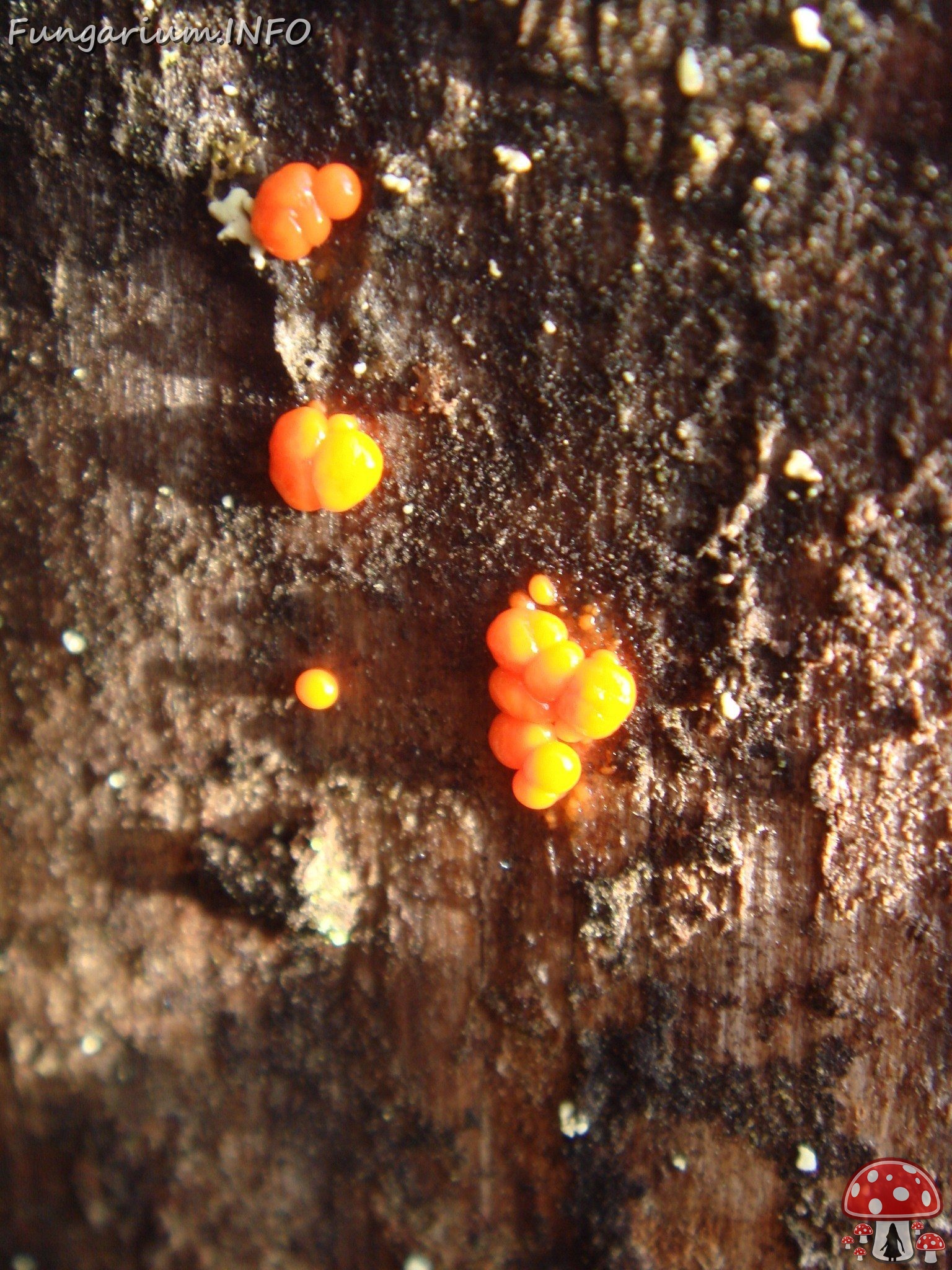 fungi-0003714 