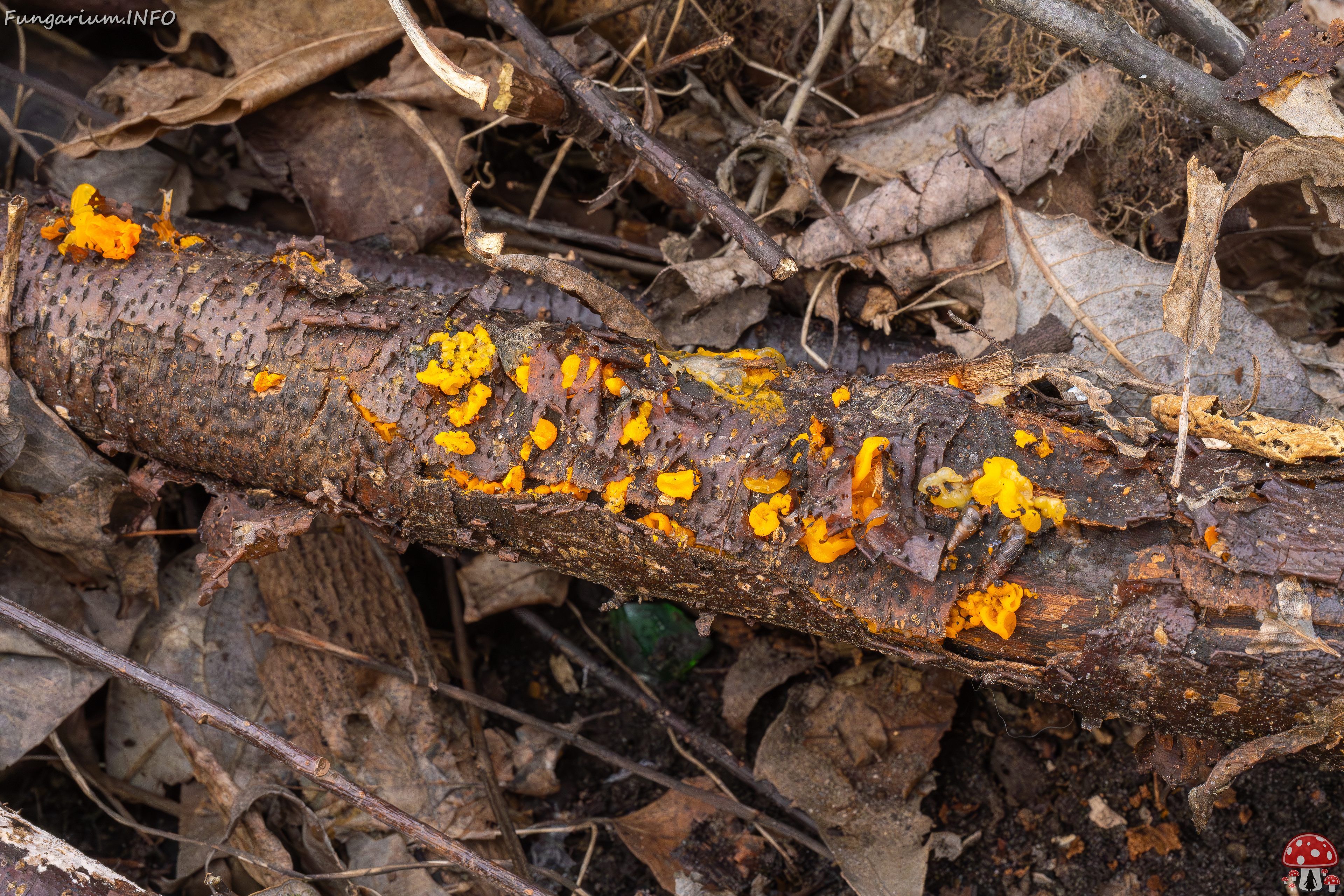 tremella-mesenterica-4 