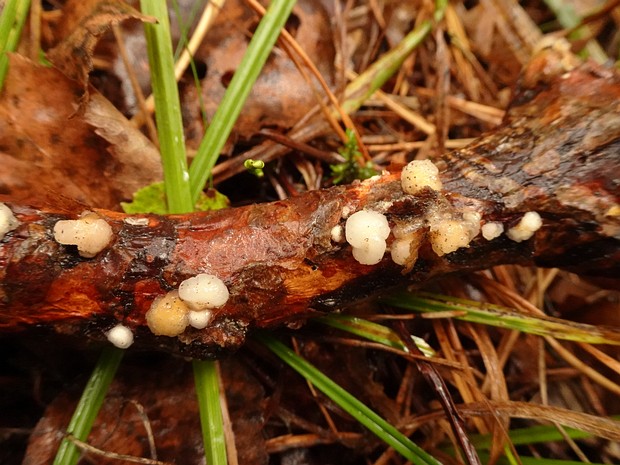 Дрожалка мозговая - Tremella encephala