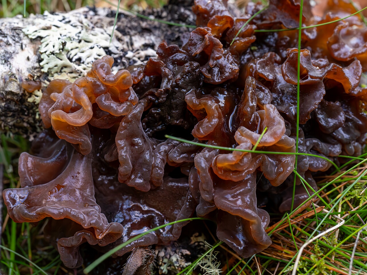 Phaeotremella frondosa _2026-09-22_1-3