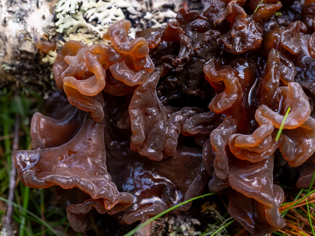 Phaeotremella frondosa _2026-09-22_1-5