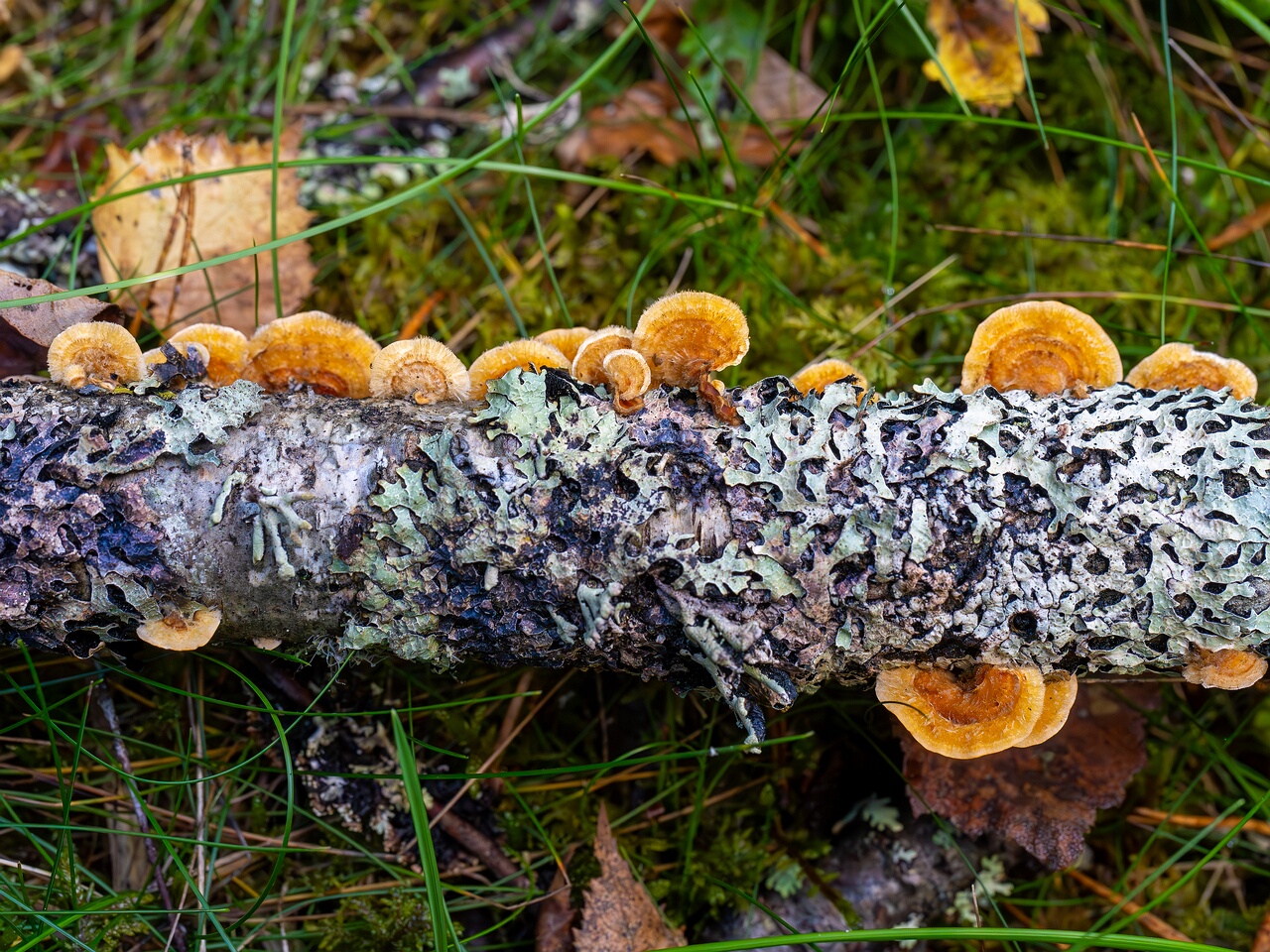 Stereum hirsutum _2026-09-22_1-1
