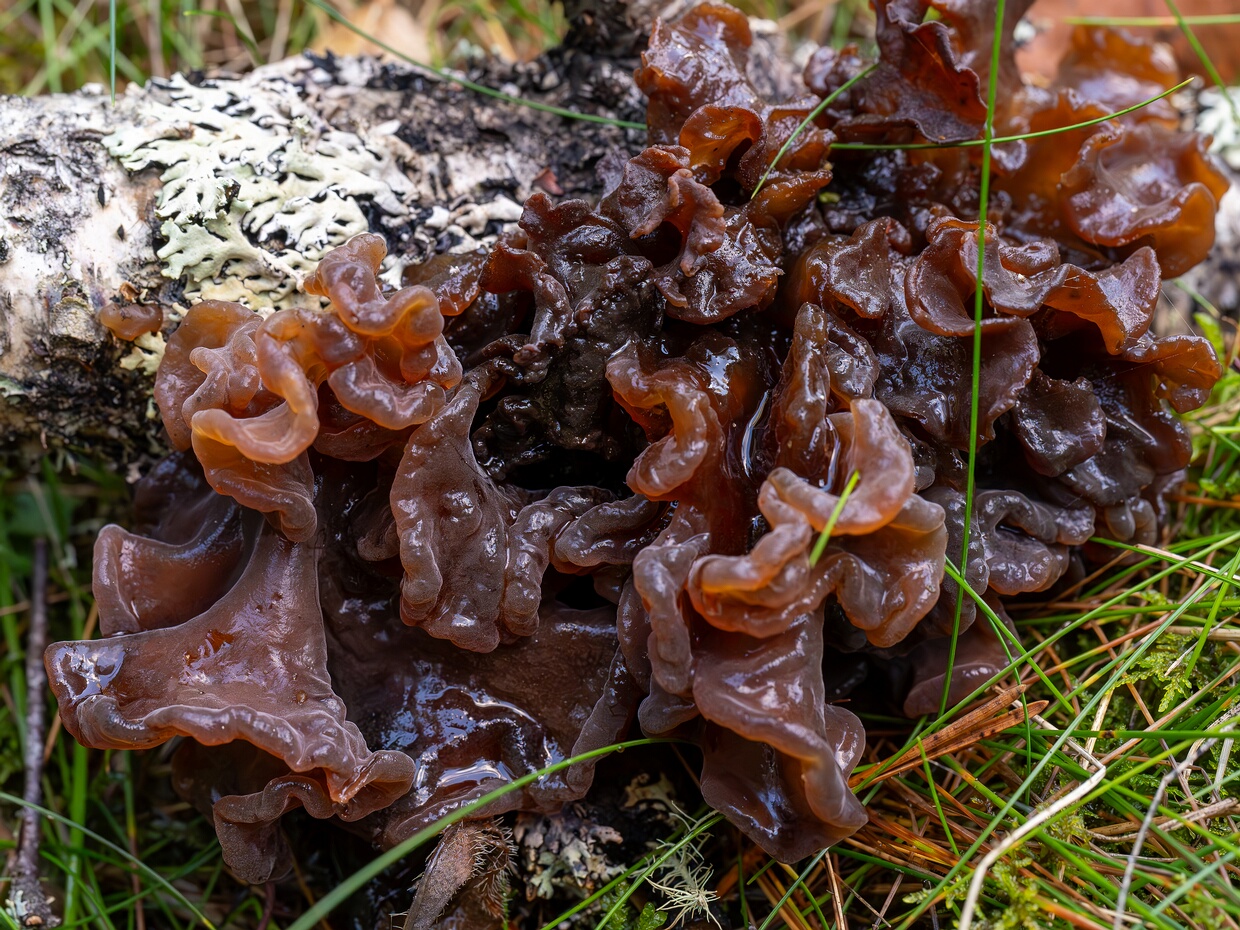 Феодрожалковые - Phaeotremellaceae