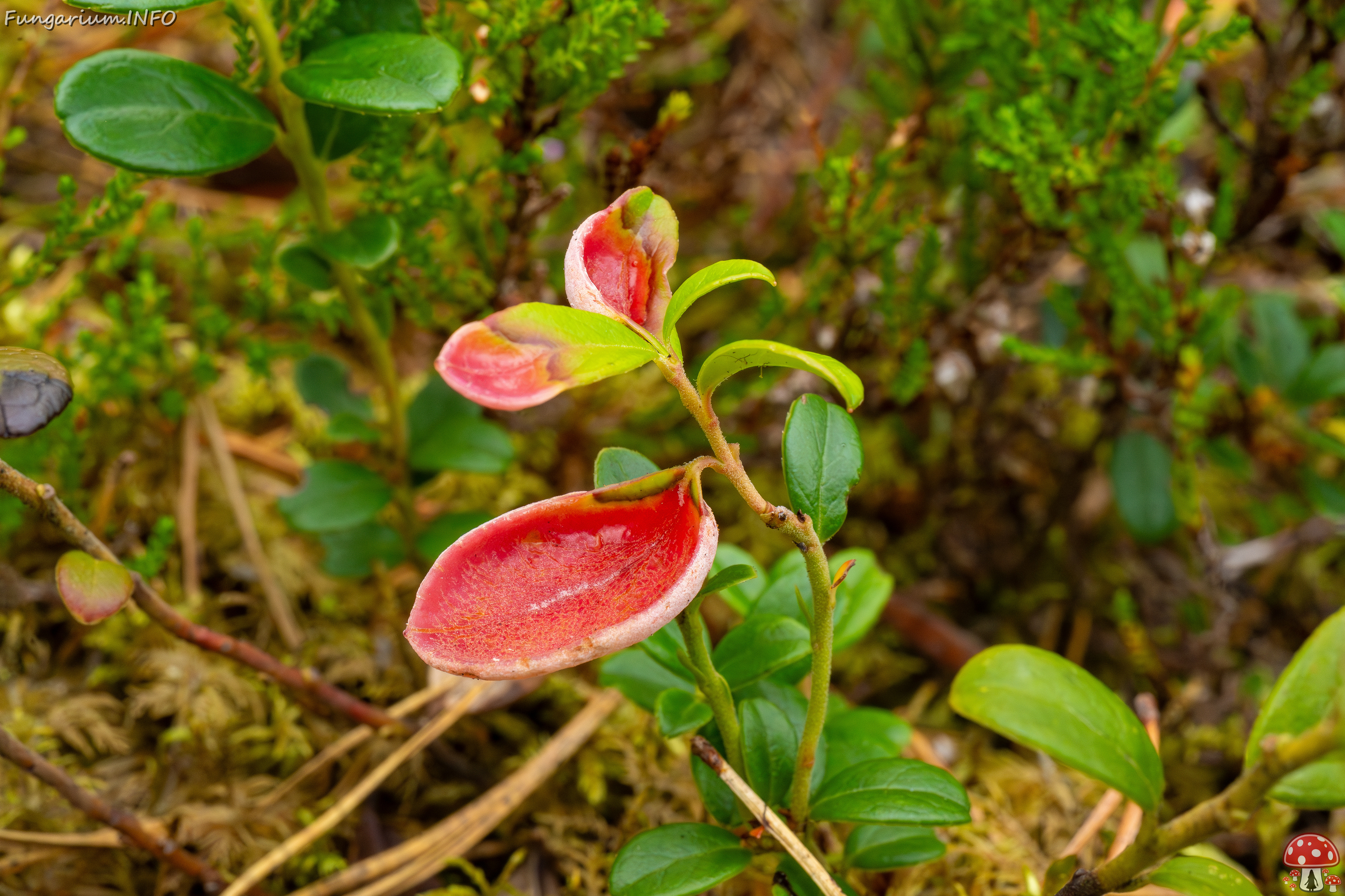 exobasidium-vaccinii_1-3 