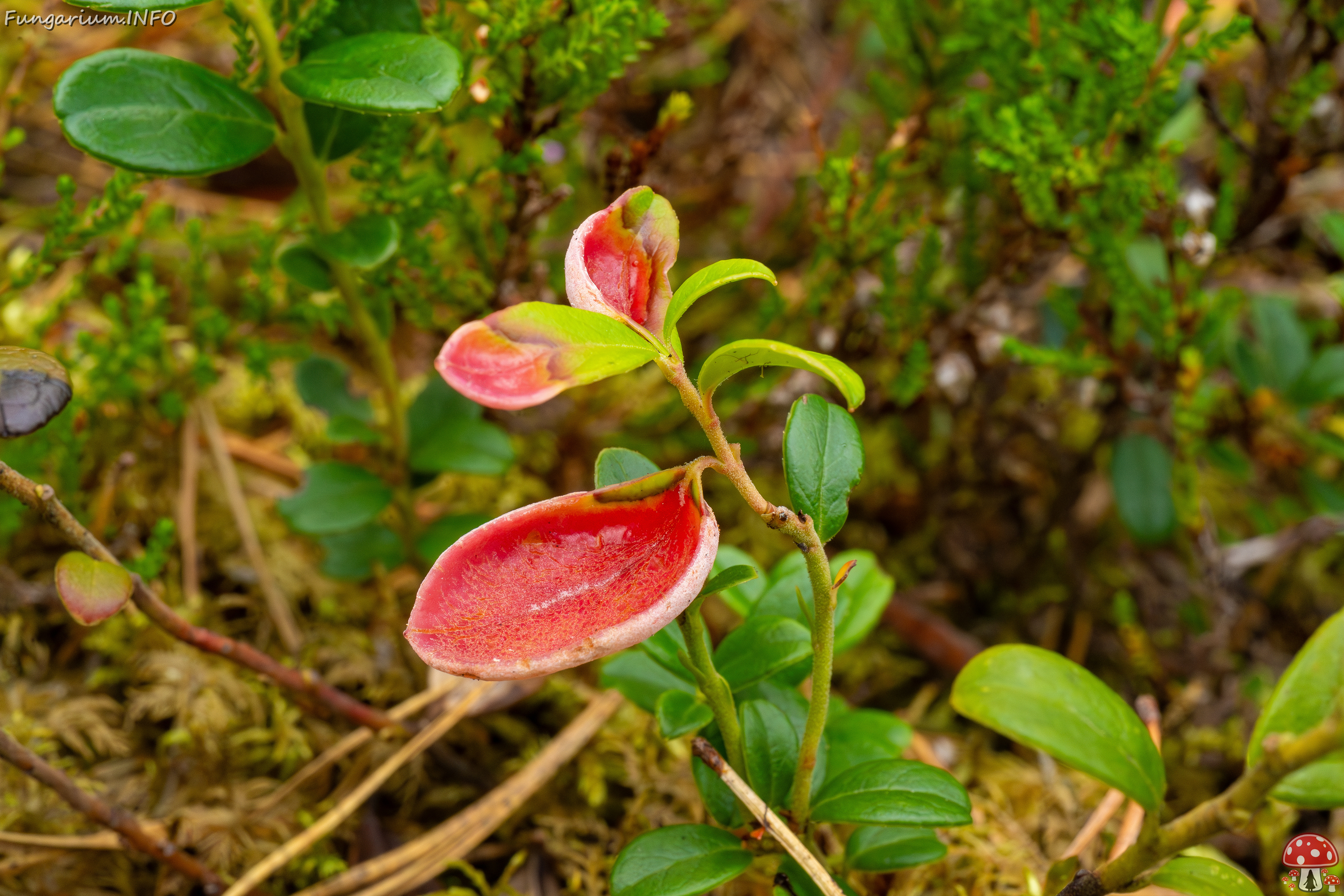 exobasidium-vaccinii_1-4 