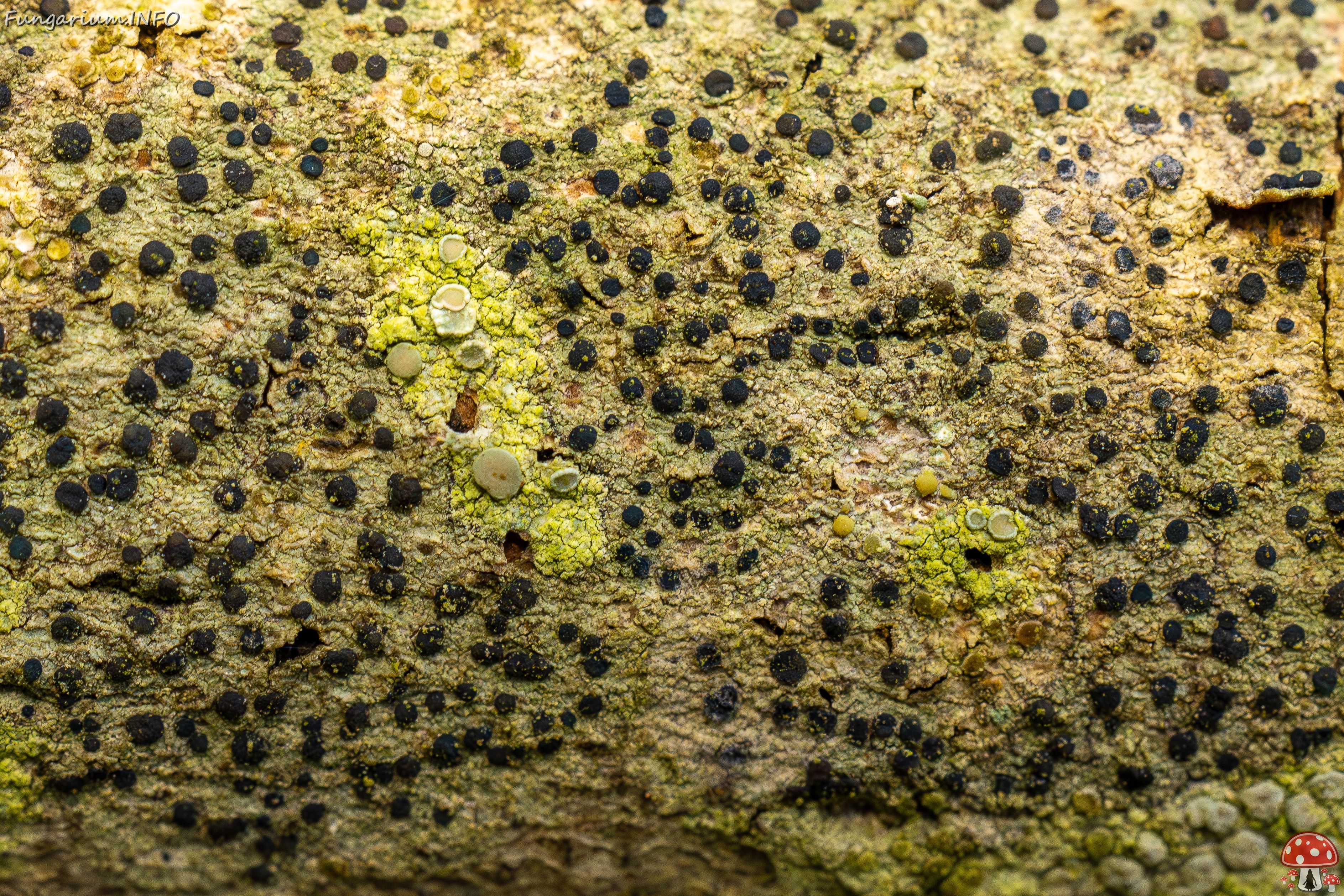 !Pyrenula nitida _2025-09-27_1-12 