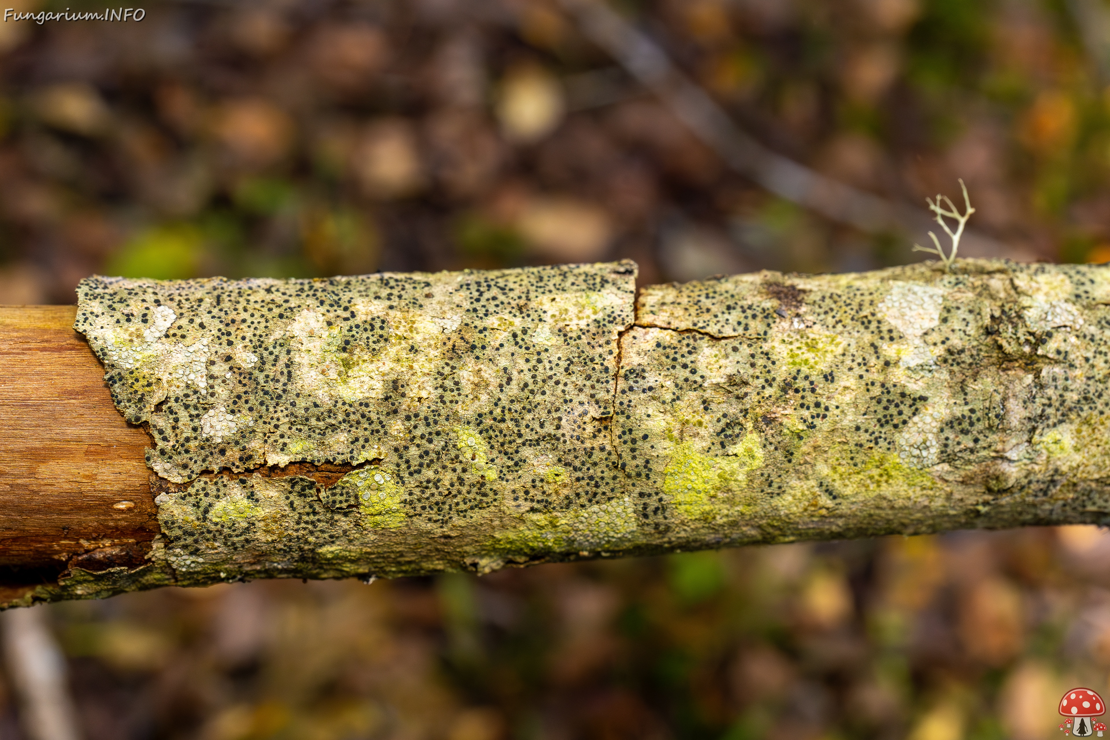 Pyrenula nitida _2025-09-27_1-1 