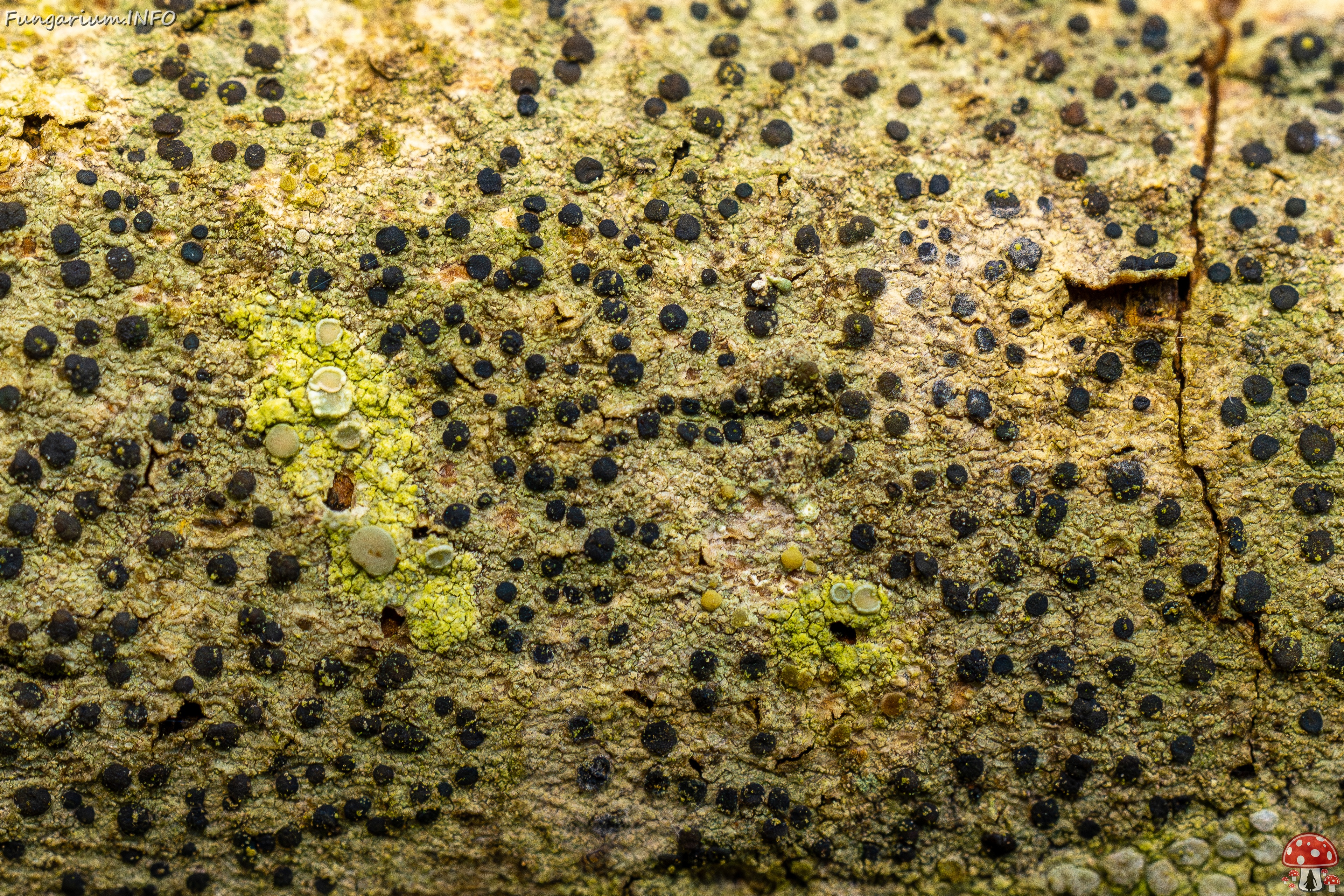 Pyrenula nitida _2025-09-27_1-10 