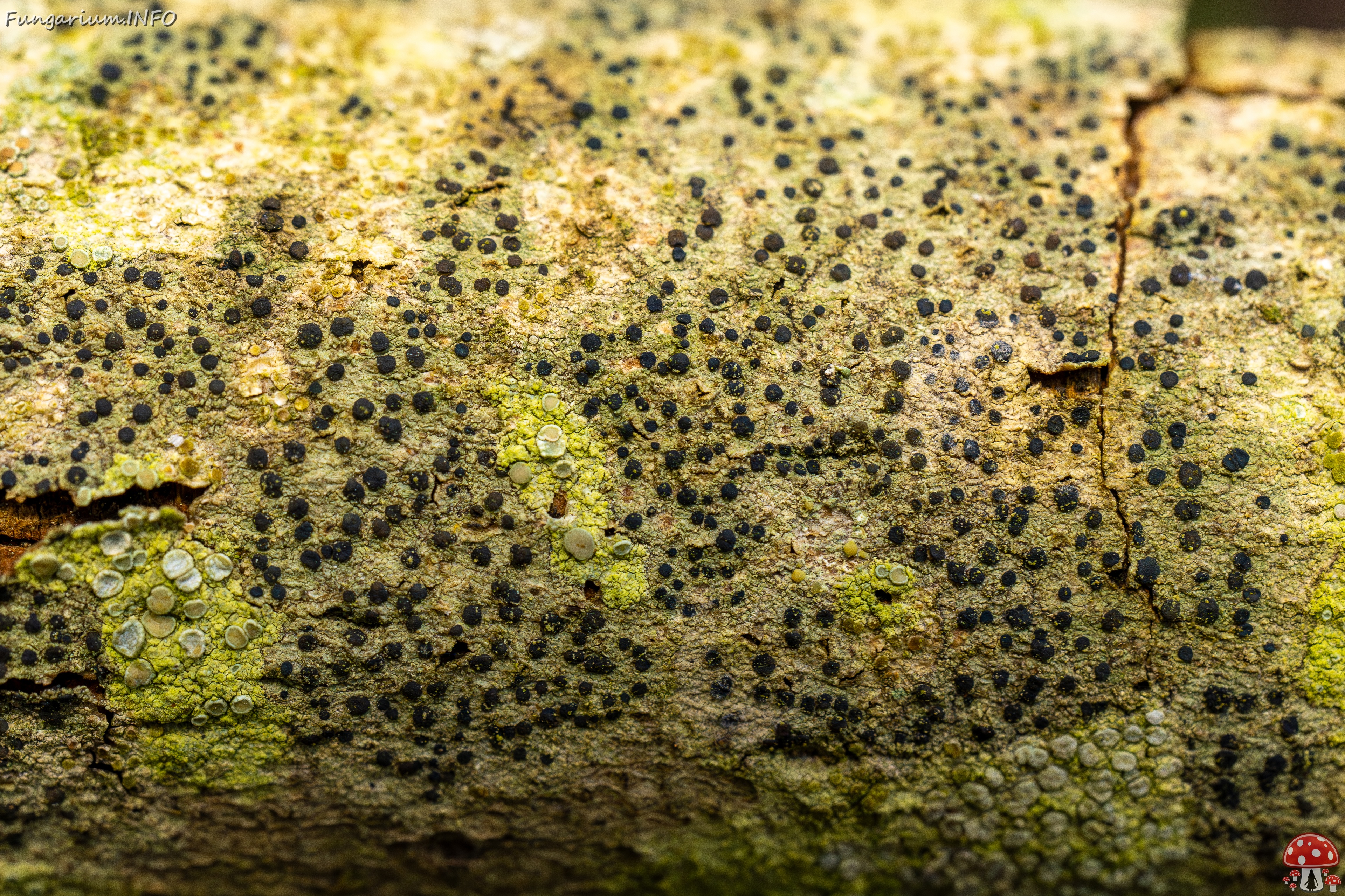 Pyrenula nitida _2025-09-27_1-11 