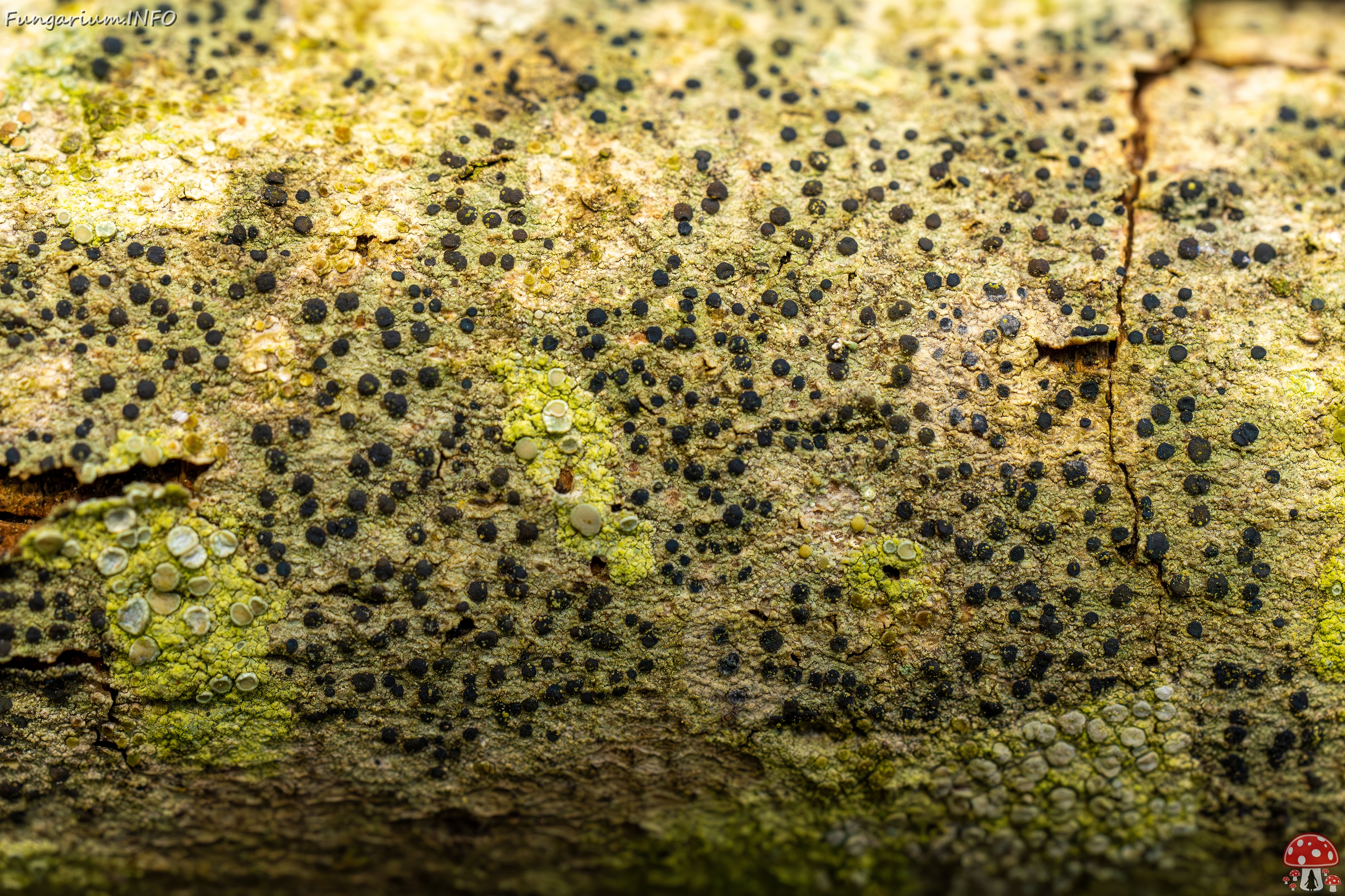 Pyrenula nitida _2025-09-27_1-13 