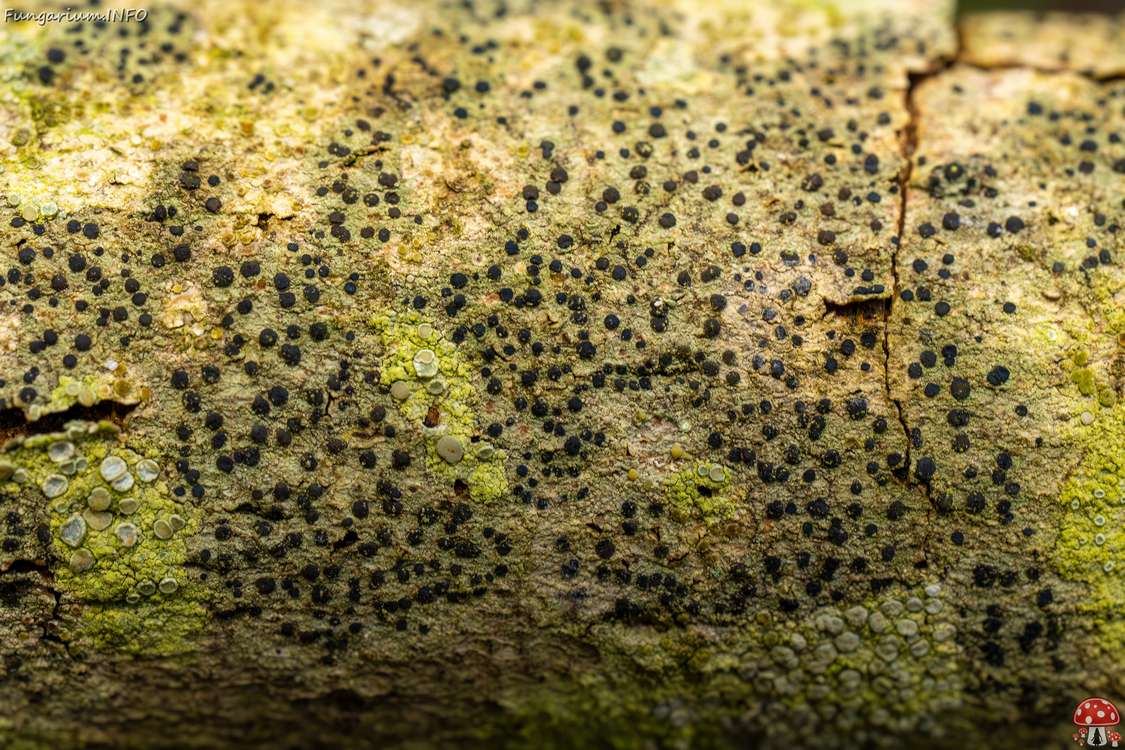 Pyrenula nitida _2025-09-27_1-14 