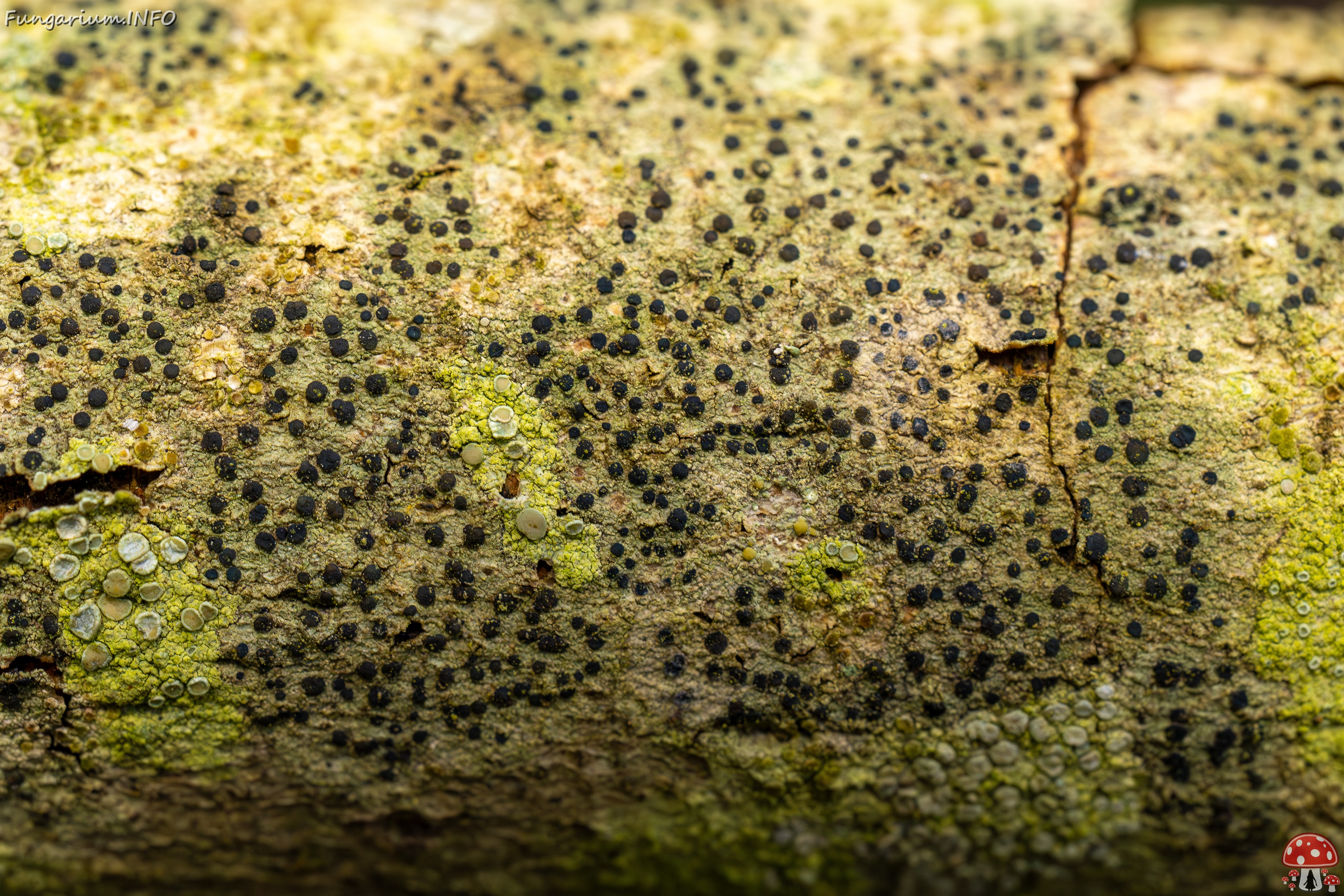Pyrenula nitida _2025-09-27_1-15 