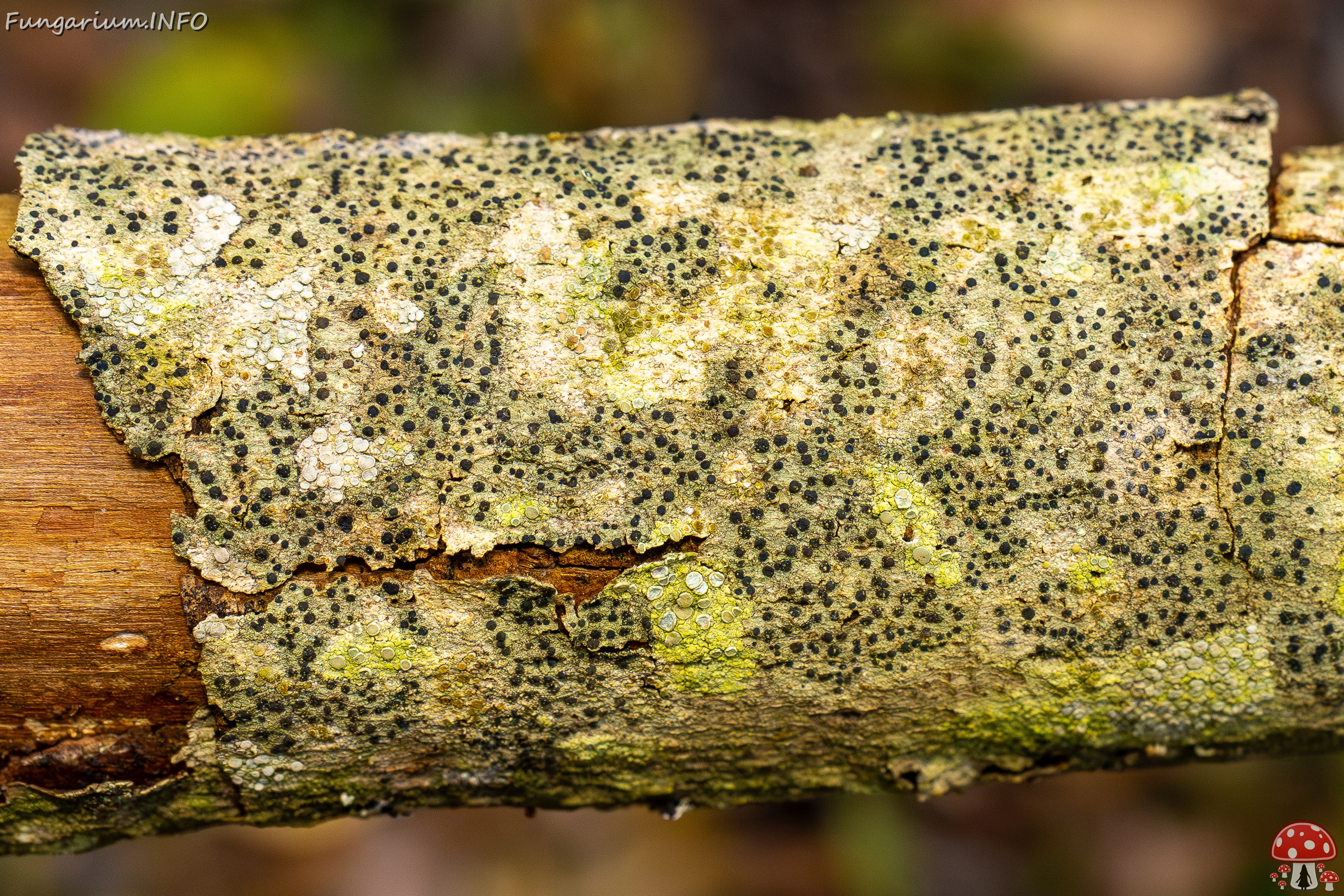 Pyrenula nitida _2025-09-27_1-2 