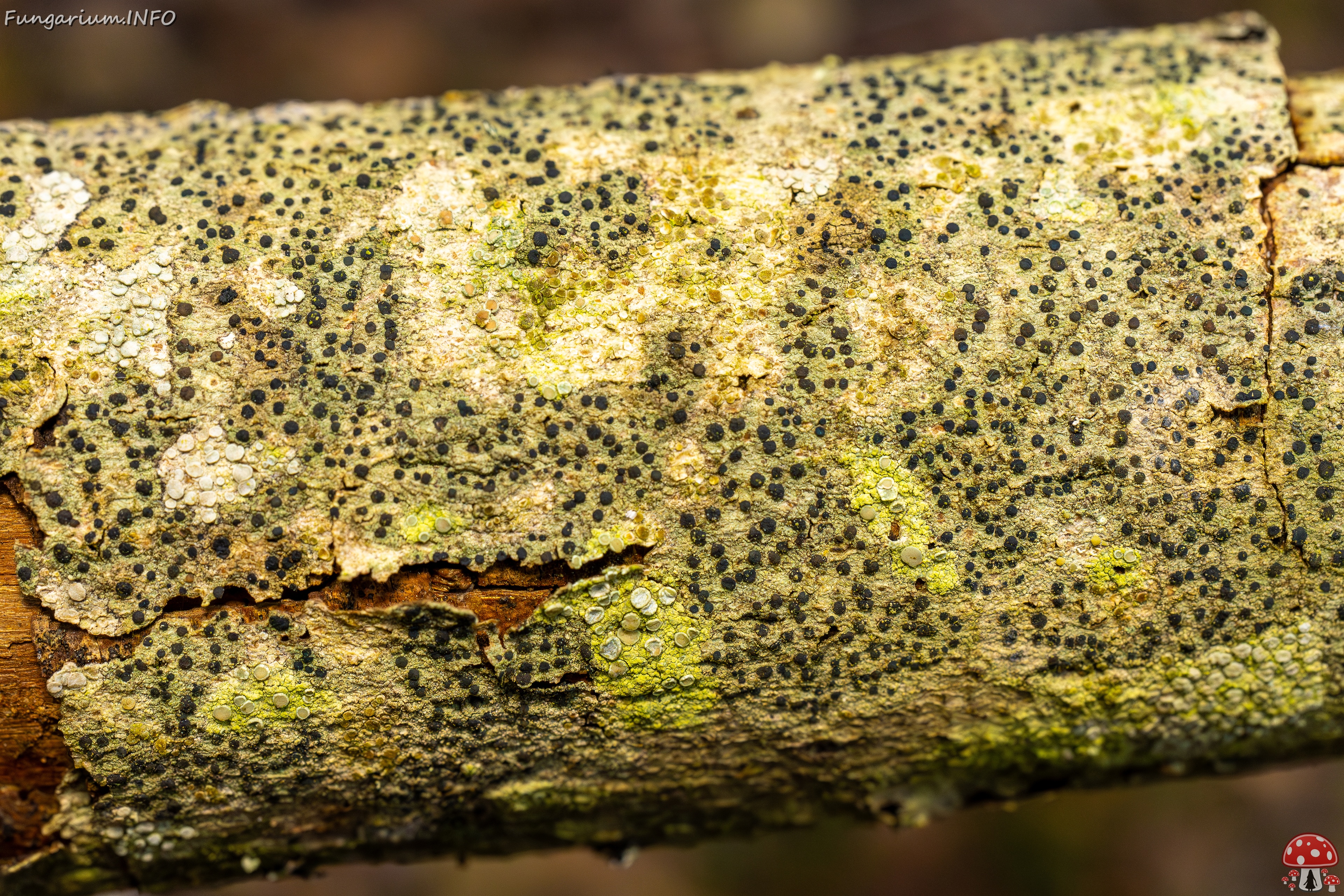 Pyrenula nitida _2025-09-27_1-3 