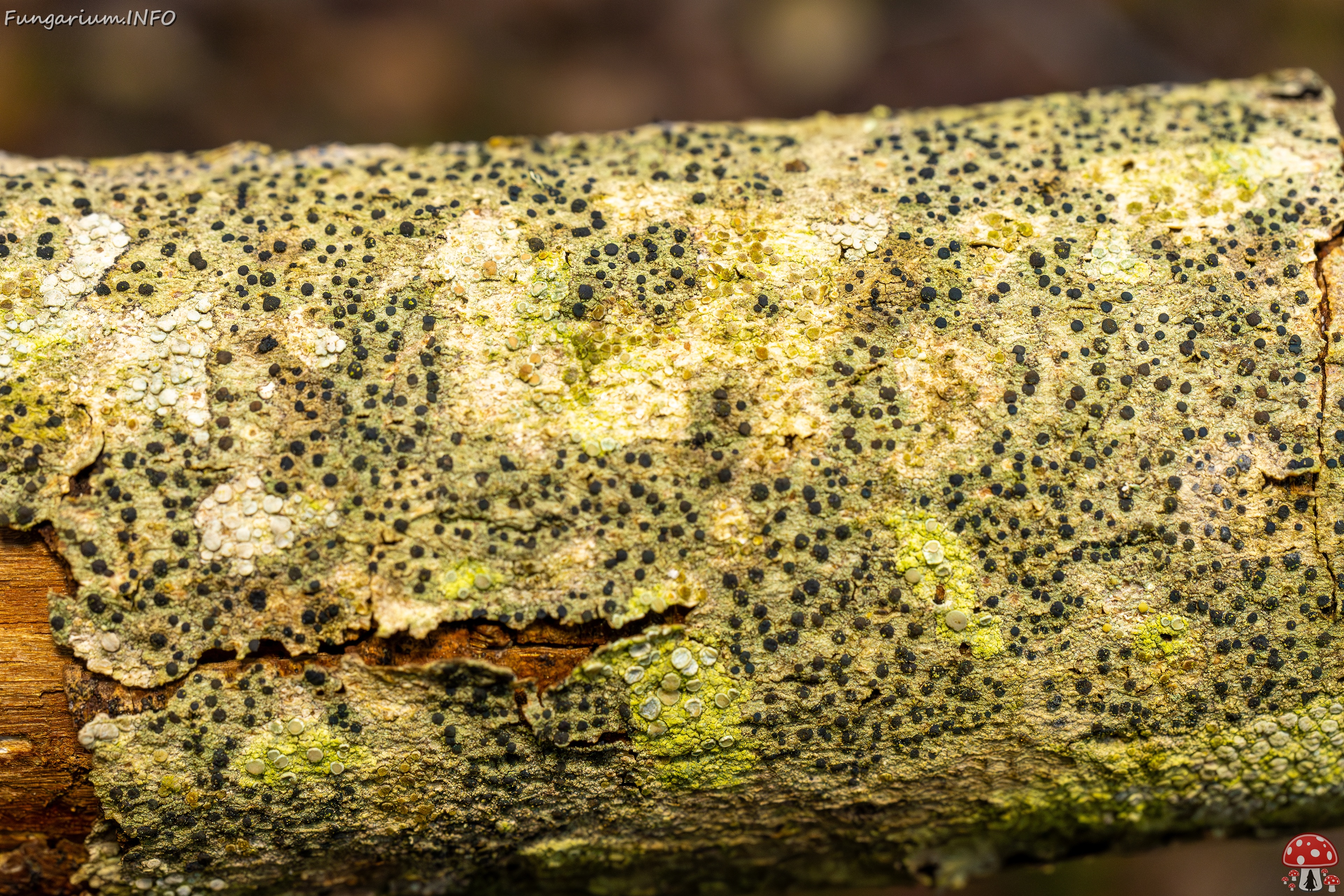 Pyrenula nitida _2025-09-27_1-4 