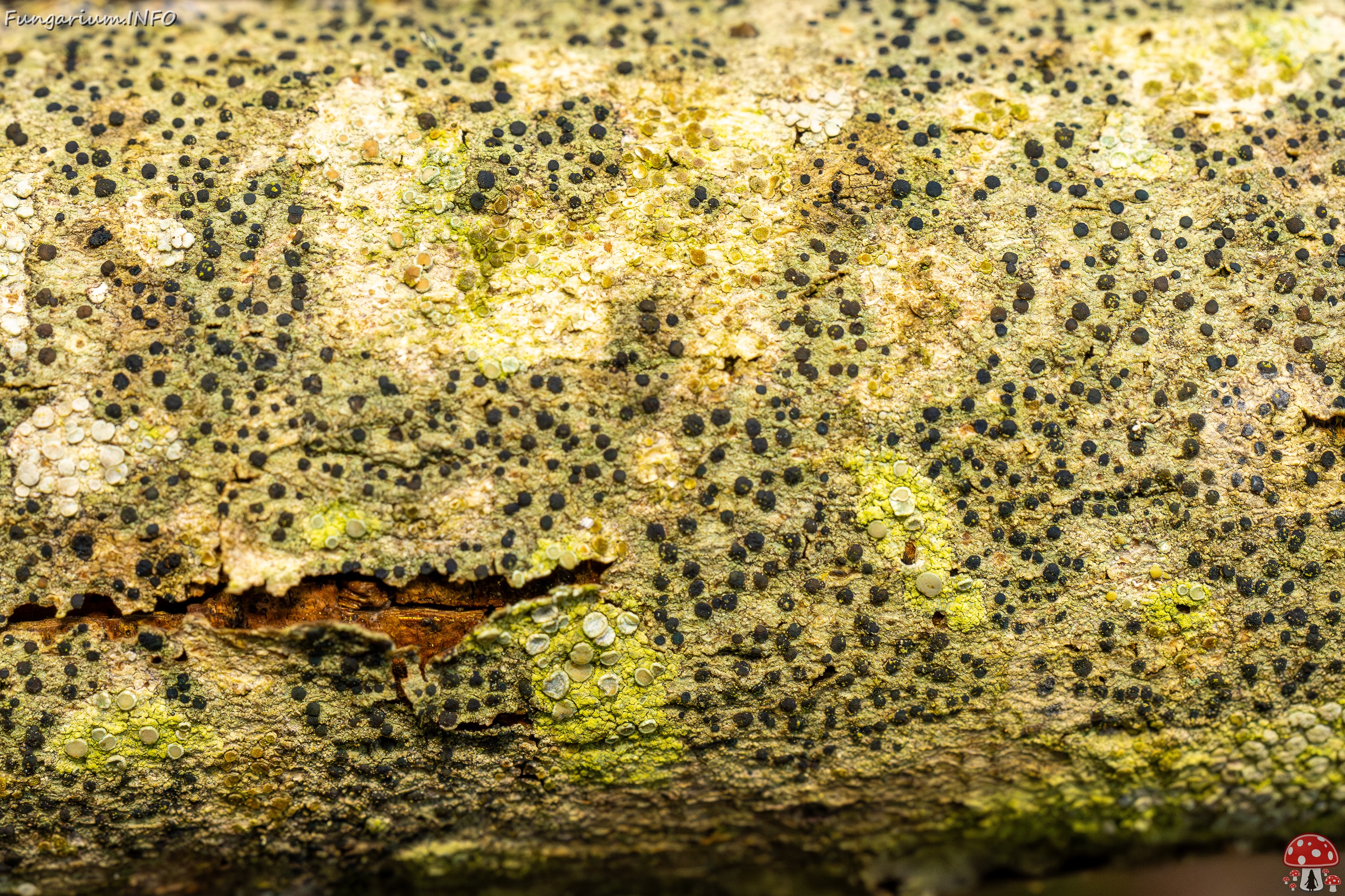 Pyrenula nitida _2025-09-27_1-5 