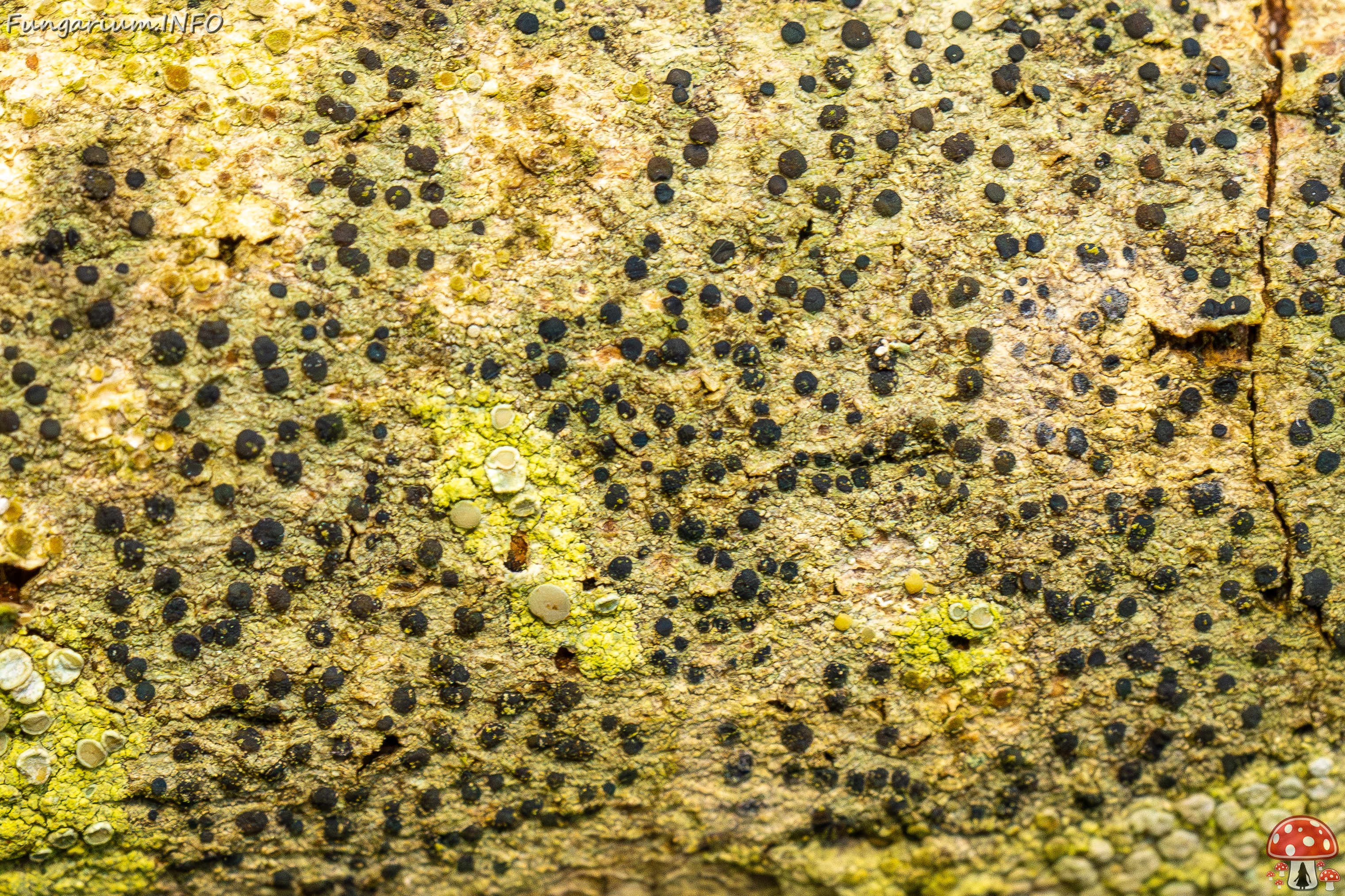 Pyrenula nitida _2025-09-27_1-6 