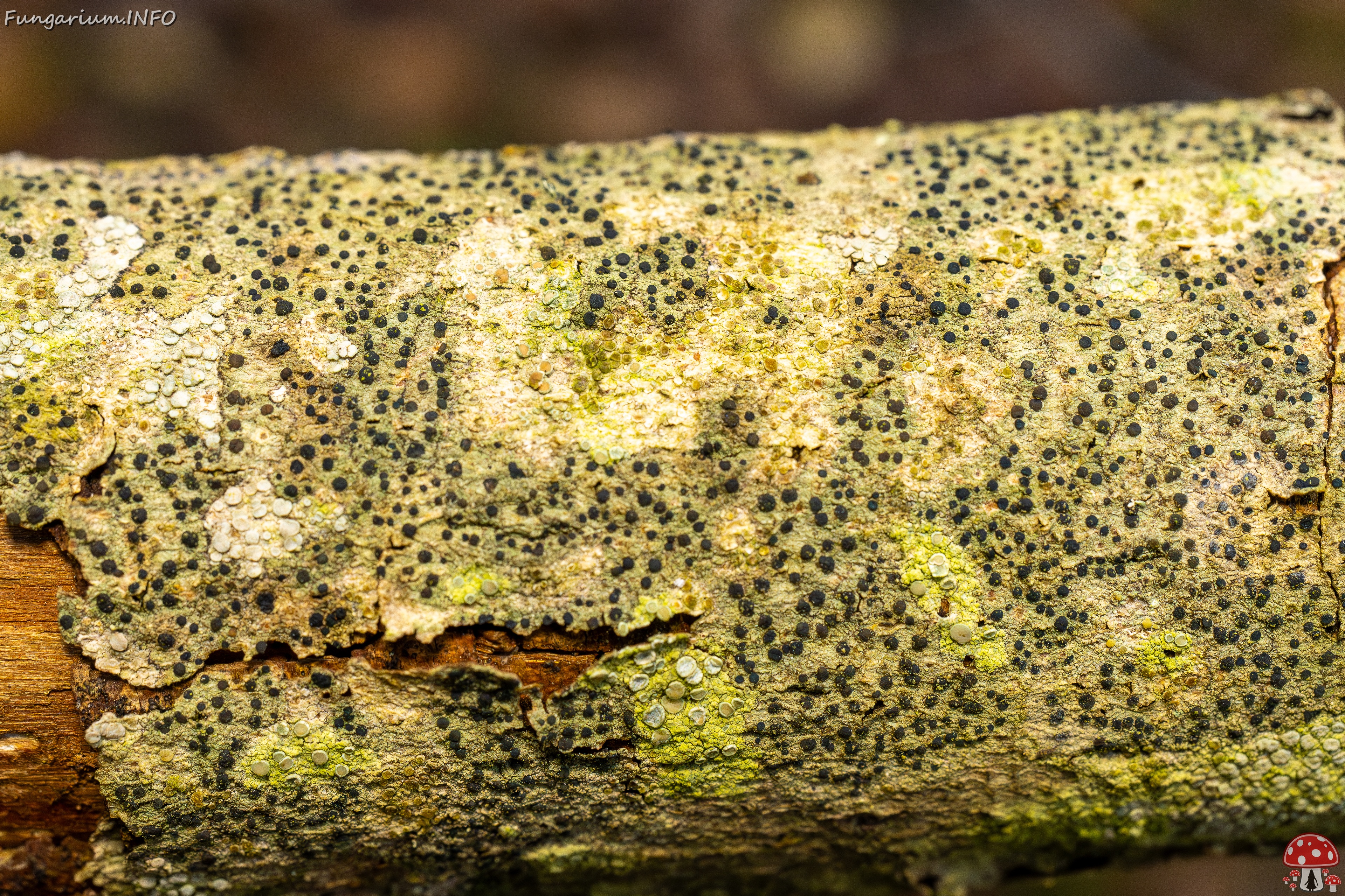 Pyrenula nitida _2025-09-27_1-7 