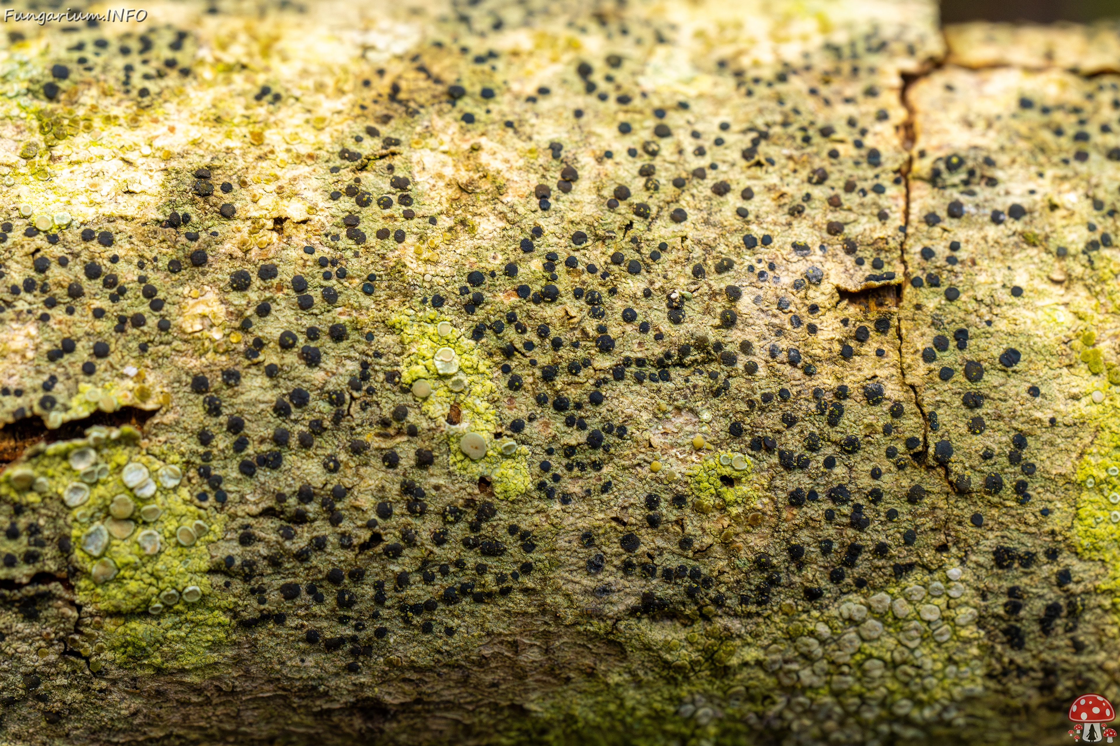 Pyrenula nitida _2025-09-27_1-8 