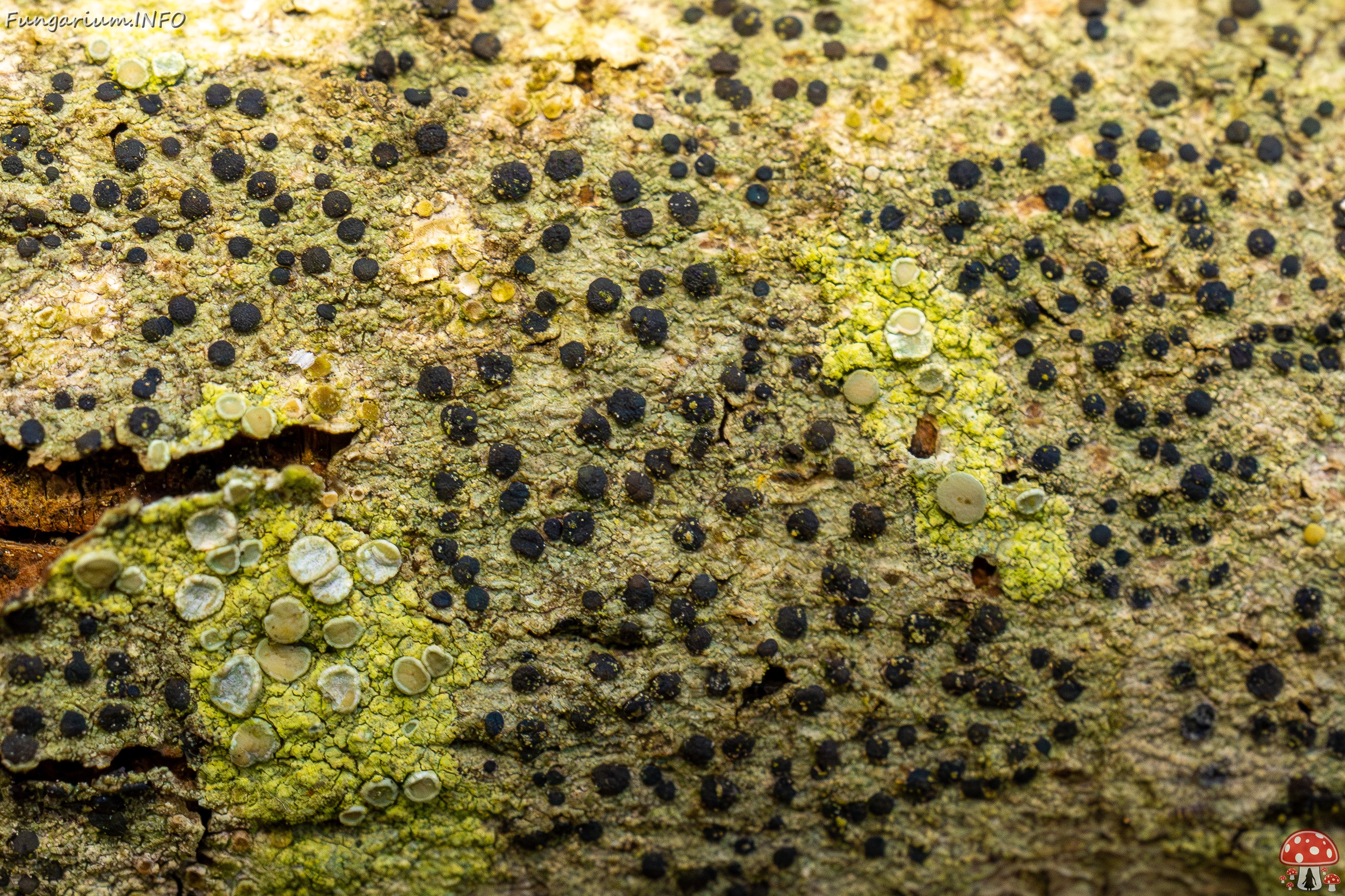 Pyrenula nitida _2025-09-27_1-9 