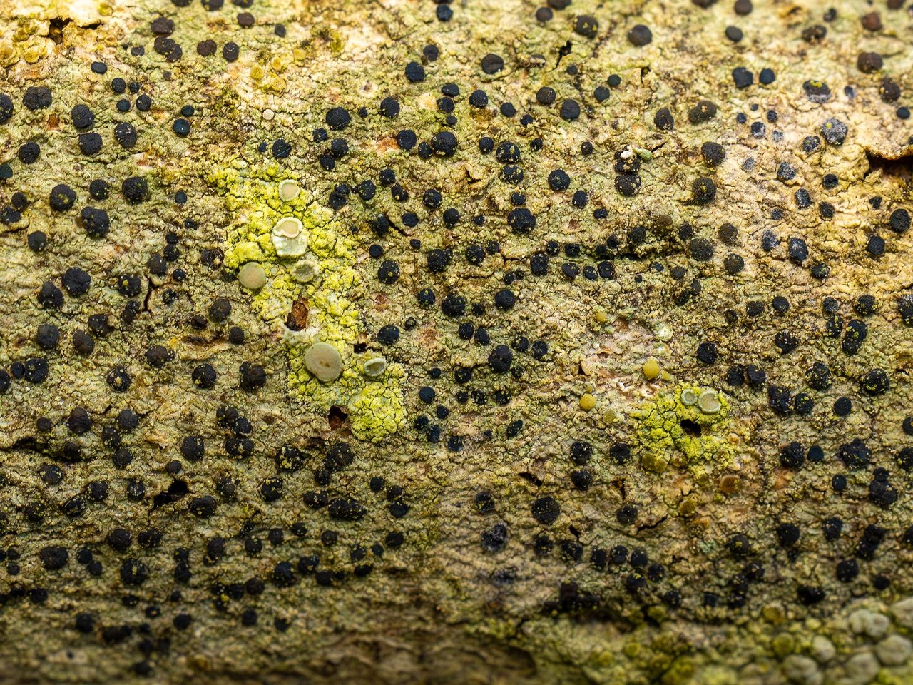 !Pyrenula nitida _2025-09-27_1-12