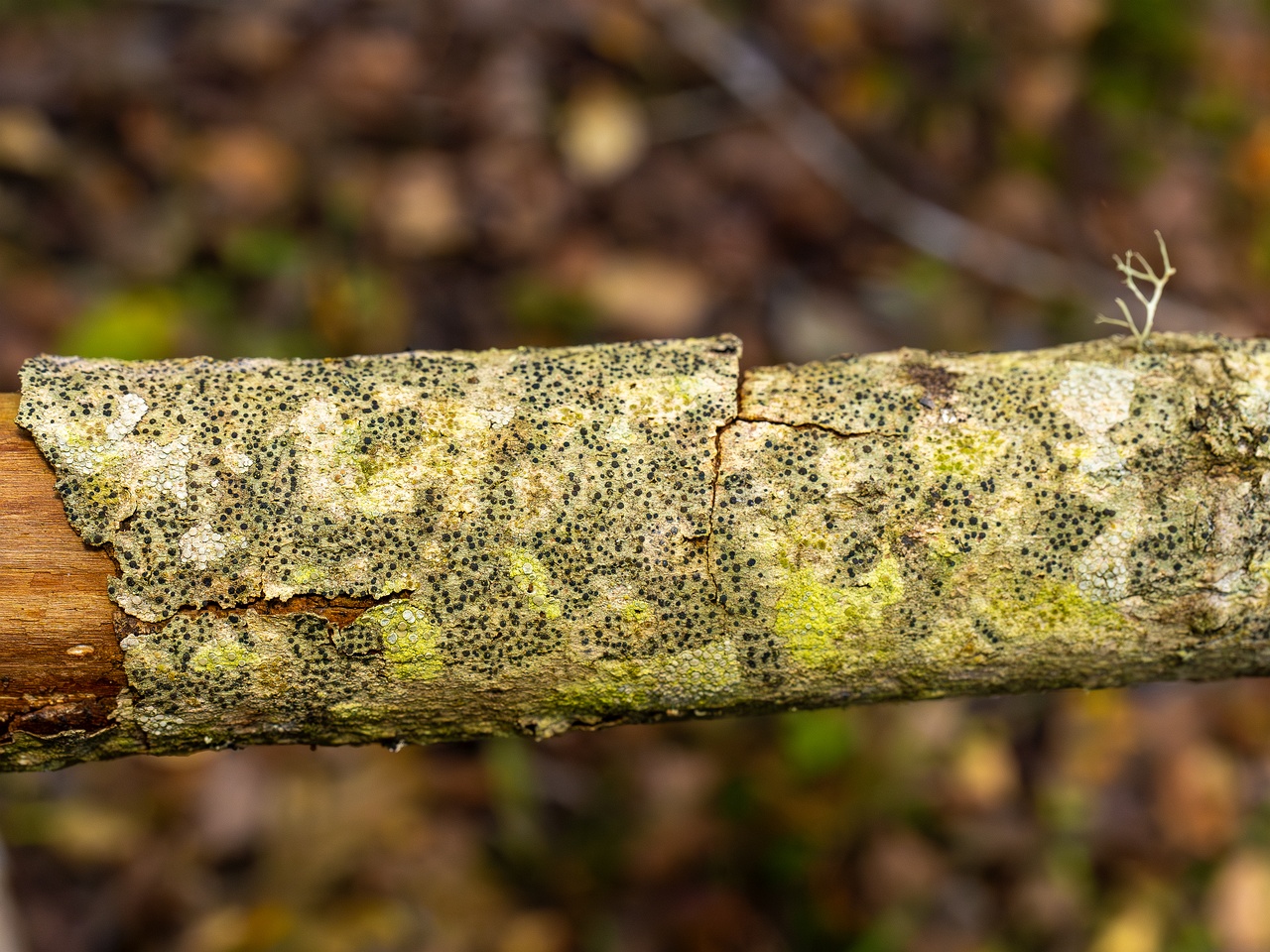 Pyrenula nitida _2025-09-27_1-1