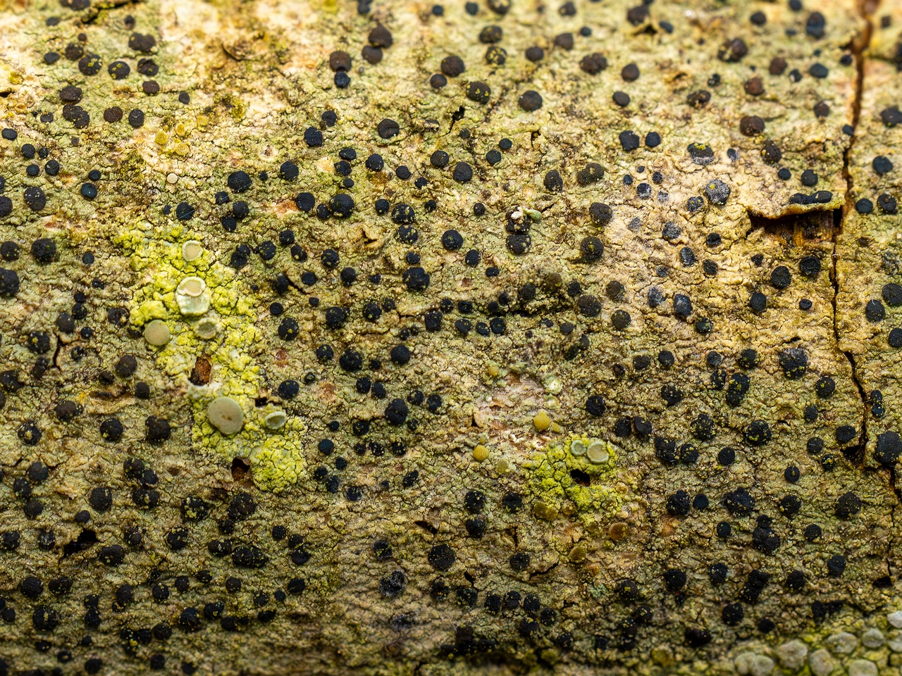 Pyrenula nitida _2025-09-27_1-10