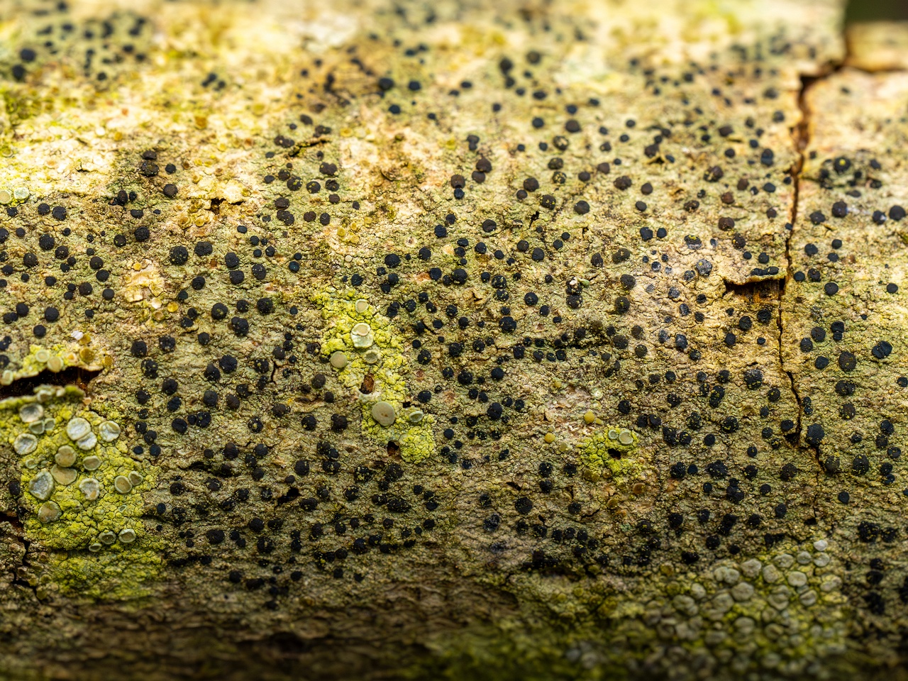 Pyrenula nitida _2025-09-27_1-11