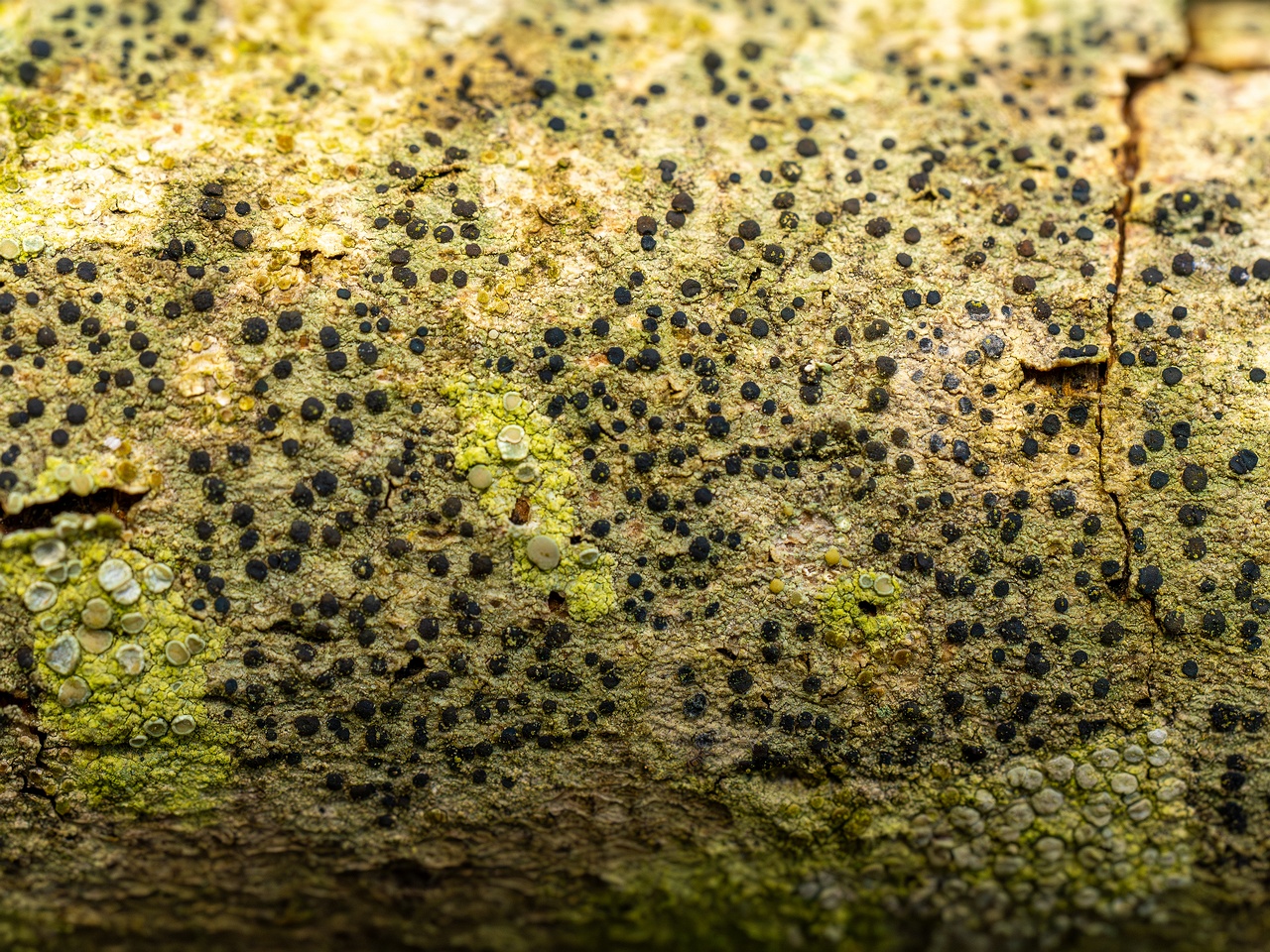 Pyrenula nitida _2025-09-27_1-13
