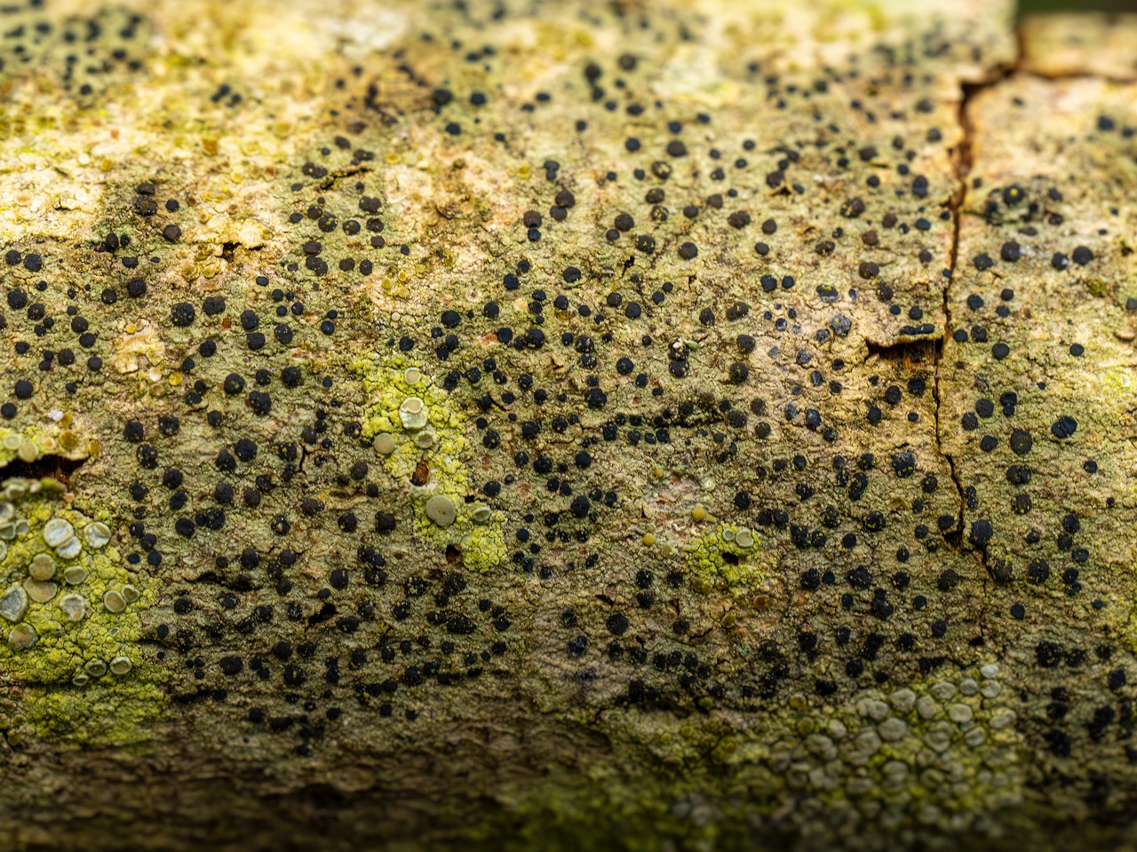 Pyrenula nitida _2025-09-27_1-14