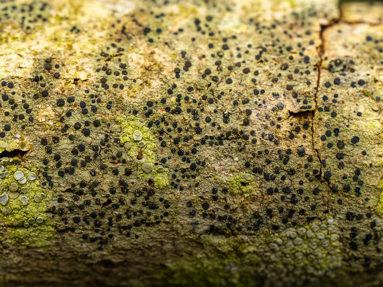Pyrenula nitida _2025-09-27_1-15