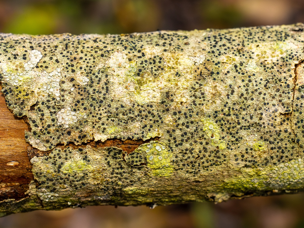 Pyrenula nitida _2025-09-27_1-2
